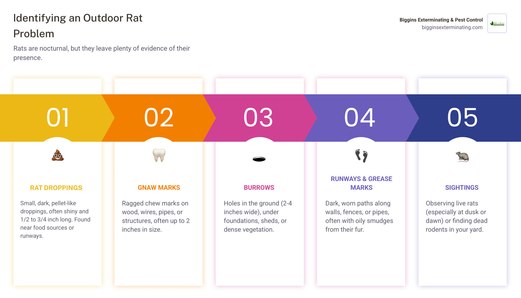 Infographic showing common signs of outdoor rat infestation including rat droppings (shiny, black, 1/2 to 3/4 inch long), gnaw marks on structures (large ragged holes up to 2 inches), burrows near foundations and walkways, worn runways along walls and fences, grease marks from oily fur on surfaces, and live or dead rat sightings - outdoor rat extermination infographic pillar-5-steps