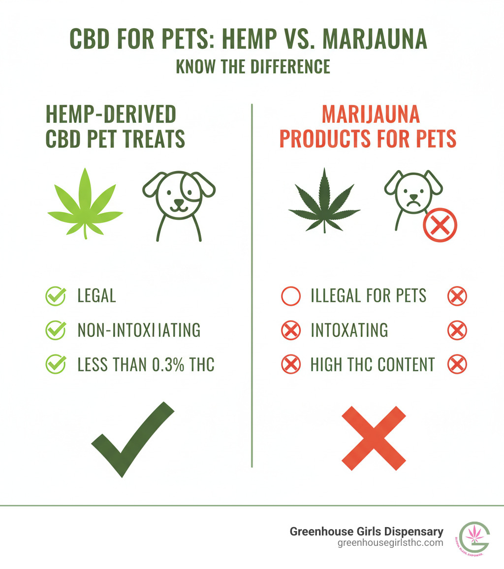 infographic showing the difference between hemp-derived CBD pet treats (legal, non-intoxicating, less than 0.3% THC) versus marijuana products (illegal for pets, intoxicating, high THC content), with simple icons of hemp plants, dogs, and safety checkmarks - cbd pet treats infographic infographic showing the difference between hemp-derived CBD pet treats (legal, non-intoxicating, less than 0.3% THC) versus marijuana products (illegal for pets, intoxicating, high THC content), with simple icons of hemp plants, dogs, and safety checkmarks - cbd pet treats infographic