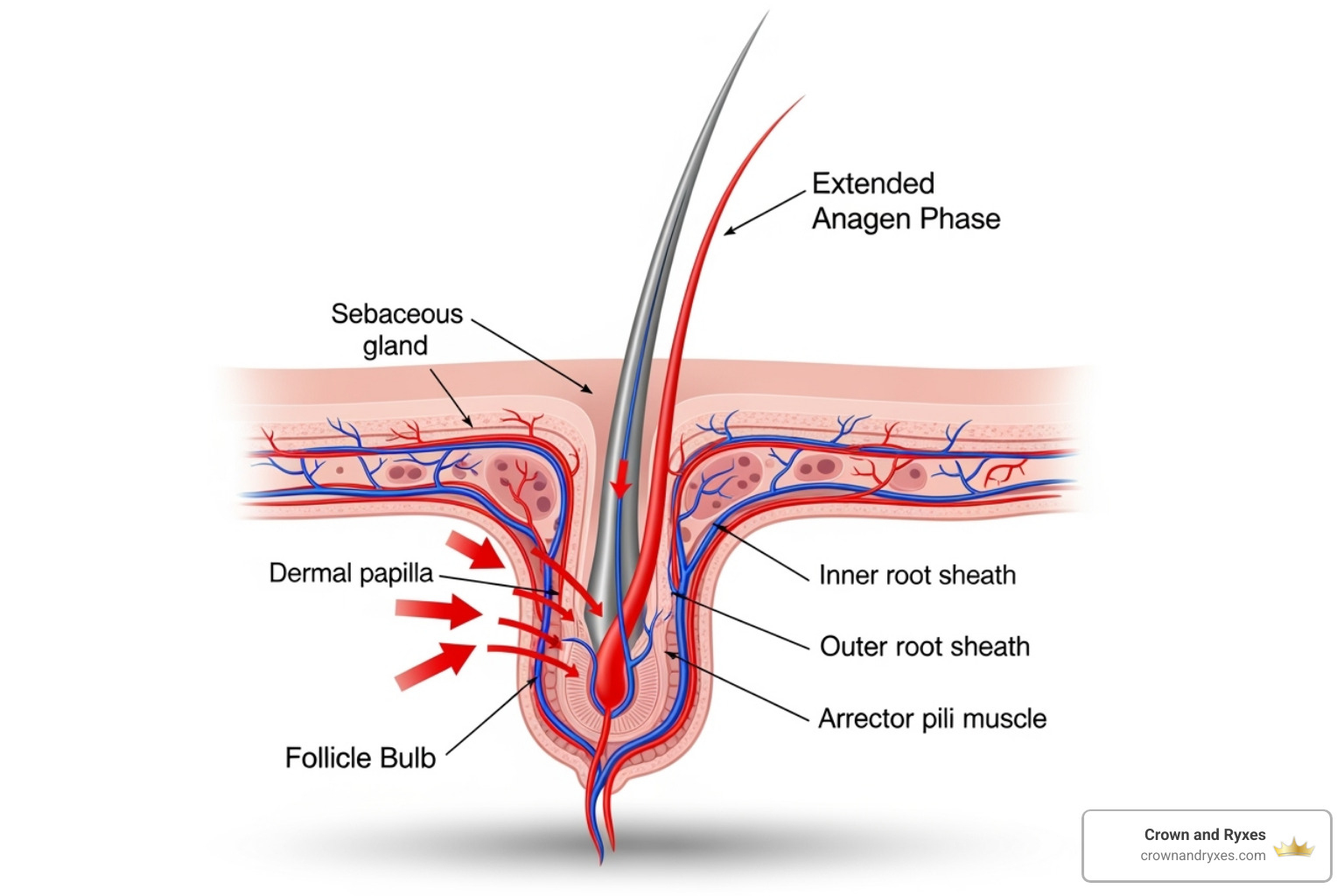 diagram showing a hair follicle and how treatments work by stimulating blood flow and extending the growth phase - topical hair growth treatment diagram showing a hair follicle and how treatments work by stimulating blood flow and extending the growth phase - topical hair growth treatment