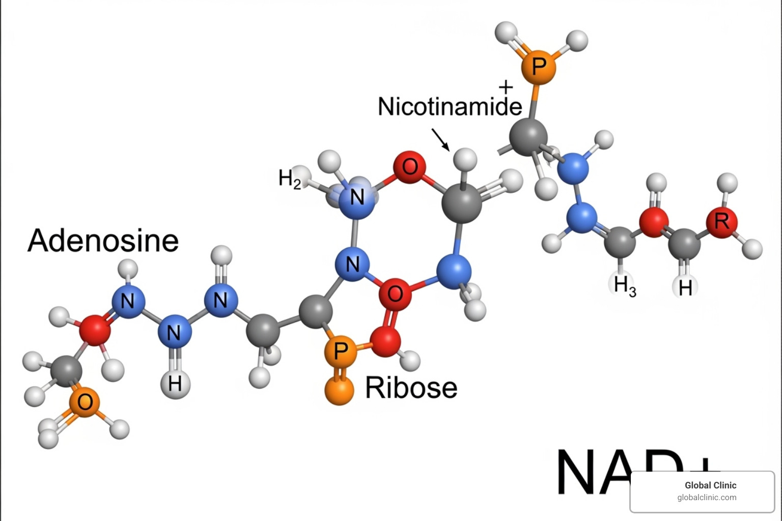 NAD+ molecular structure - nad infusion NAD+ molecular structure - nad infusion