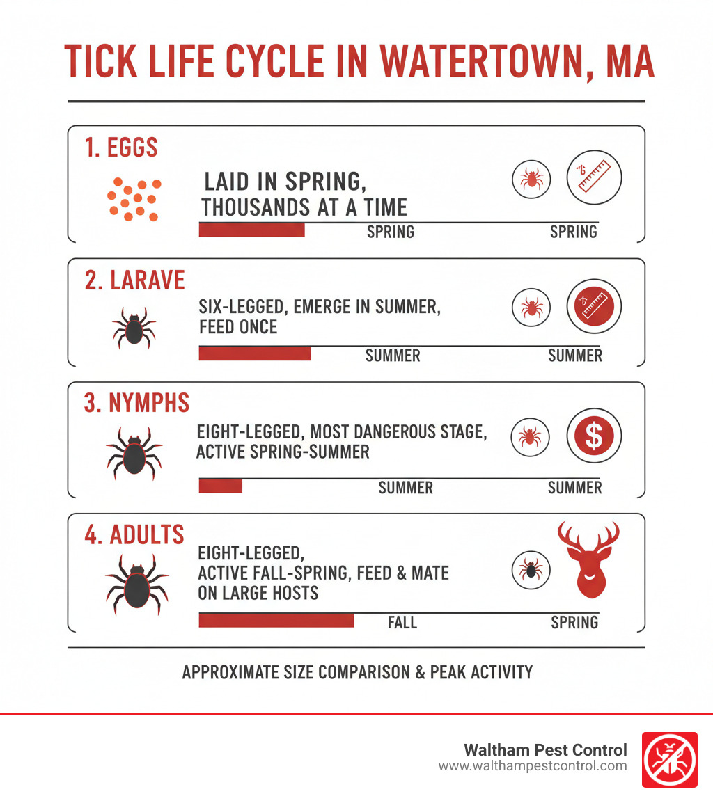 Infographic showing the four stages of tick life cycle: eggs (laid in spring, thousands at a time), larvae (six-legged, emerge in summer, feed once), nymphs (eight-legged, most dangerous stage for disease transmission, active spring through summer), and adults (eight-legged, active fall and spring, feed and mate on larger hosts like deer). Each stage shows approximate size comparison and peak activity season in Watertown, MA. - tick exterminators watertown infographic 