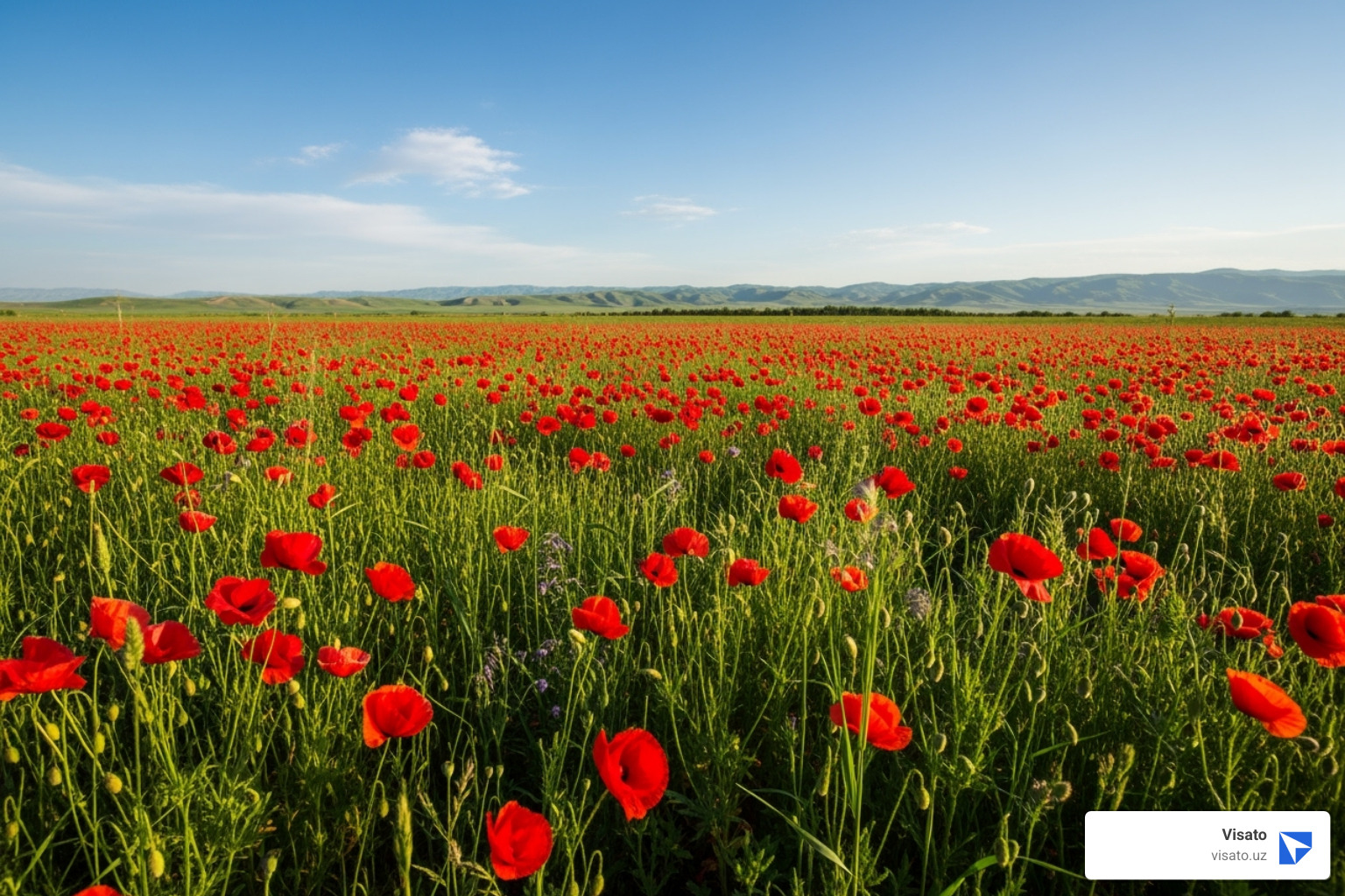 Blooming poppies in the Uzbek countryside - Best time visit Uzbekistan Blooming poppies in the Uzbek countryside - Best time visit Uzbekistan