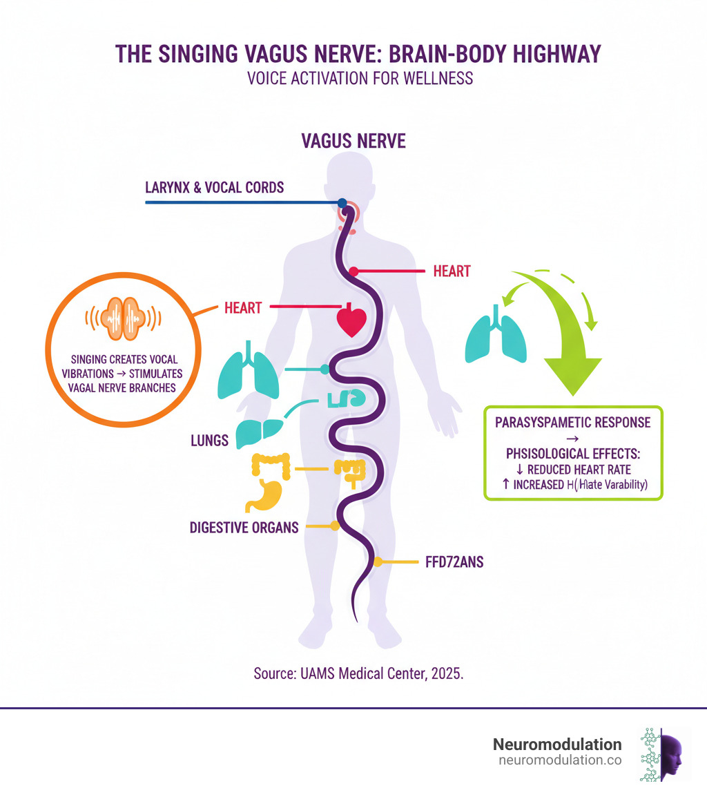 Detailed anatomical infographic showing the vagus nerve pathway from the brainstem through the neck, chest, and abdomen, with labeled branches connecting to the larynx, vocal cords, heart, lungs, and digestive organs. Includes callouts showing how singing creates vibrations in the vocal cords that stimulate vagal nerve branches, with arrows indicating the parasympathetic response pathway and resulting physiological effects like reduced heart rate and increased HRV - Singing vagus nerve infographic 