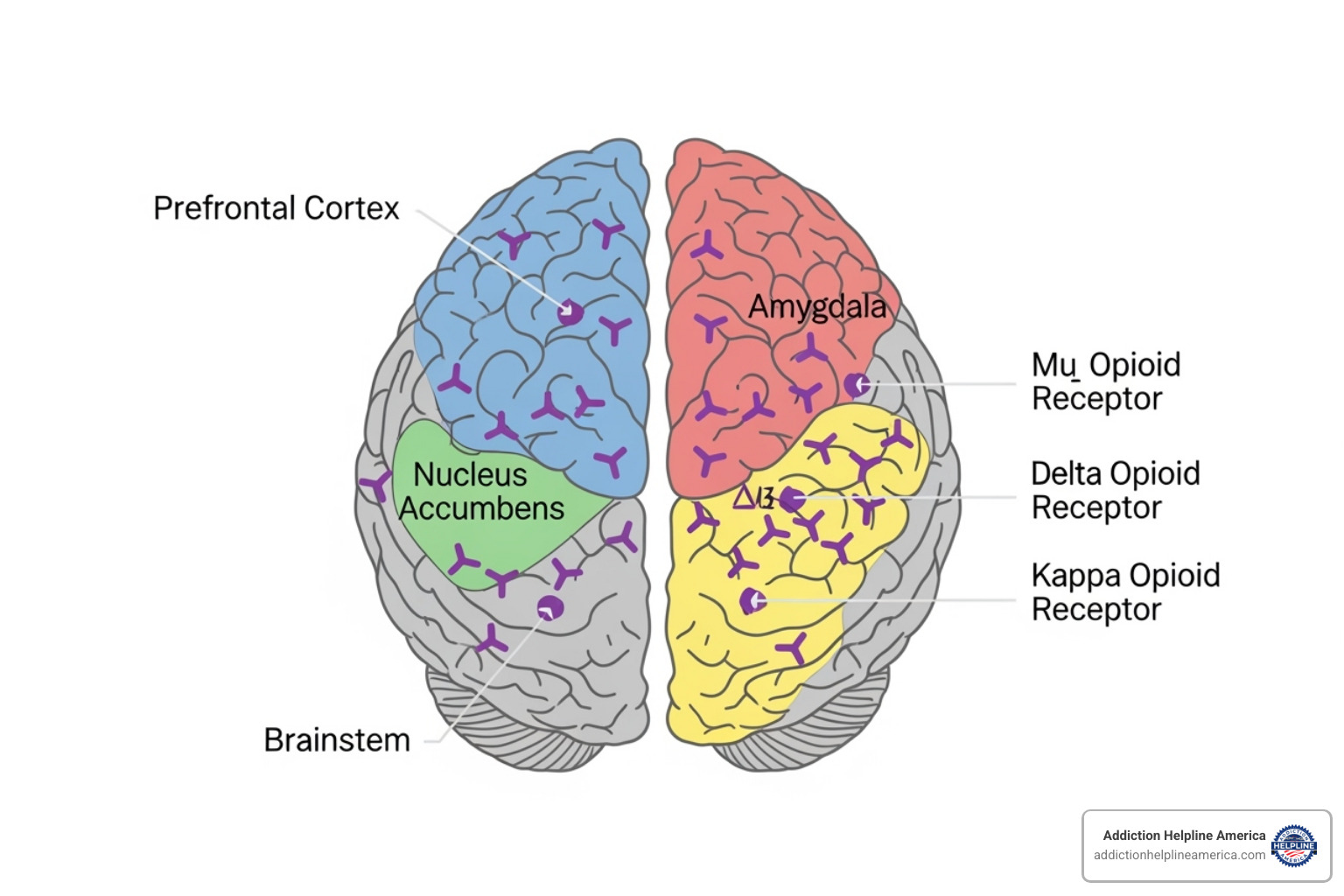 simplified brain diagram showing opioid receptors - methadone clinics closest to me simplified brain diagram showing opioid receptors - methadone clinics closest to me