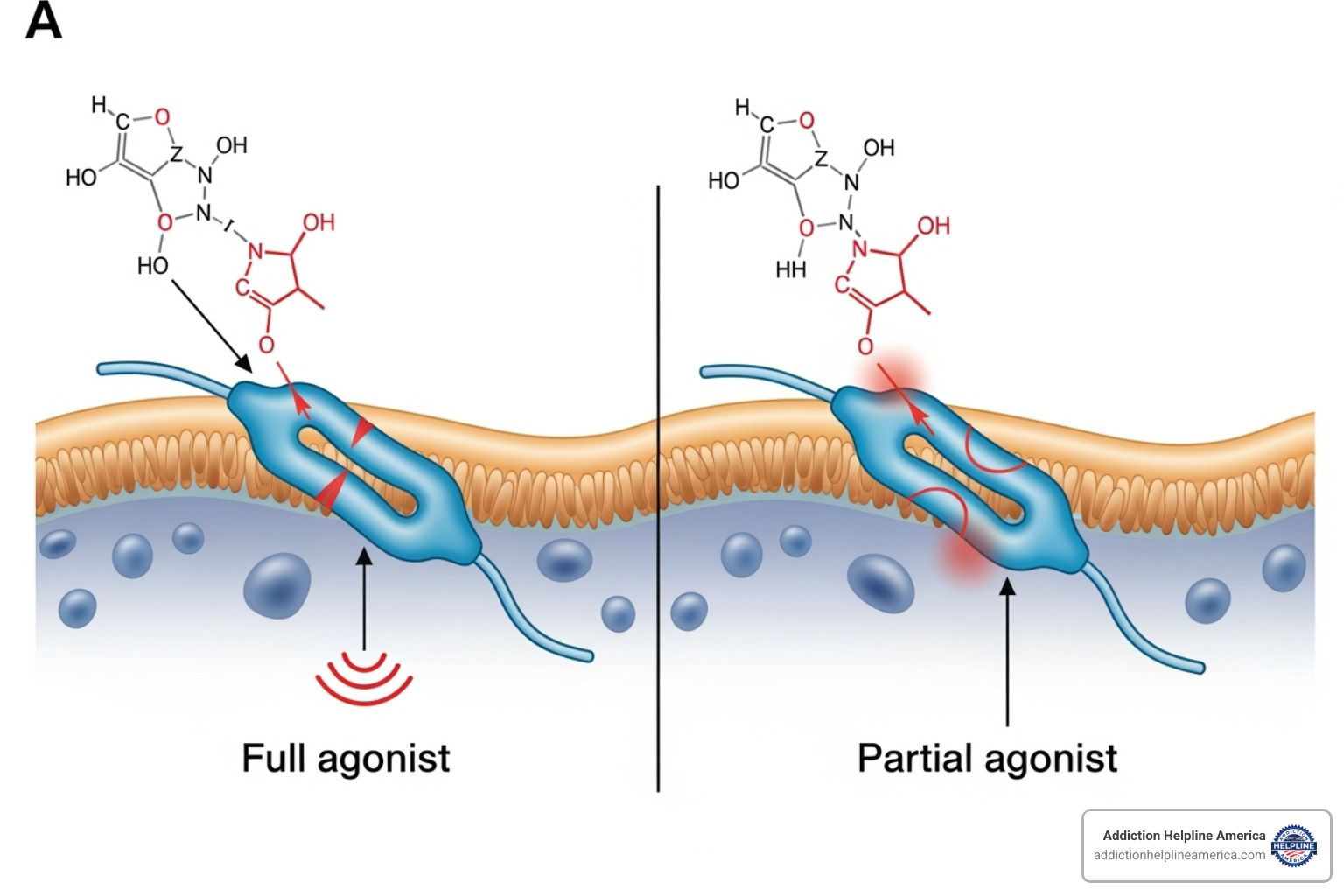 Image illustrating how a partial agonist works on an opioid receptor compared to a full agonist - buprenorphine naloxone Image illustrating how a partial agonist works on an opioid receptor compared to a full agonist - buprenorphine naloxone