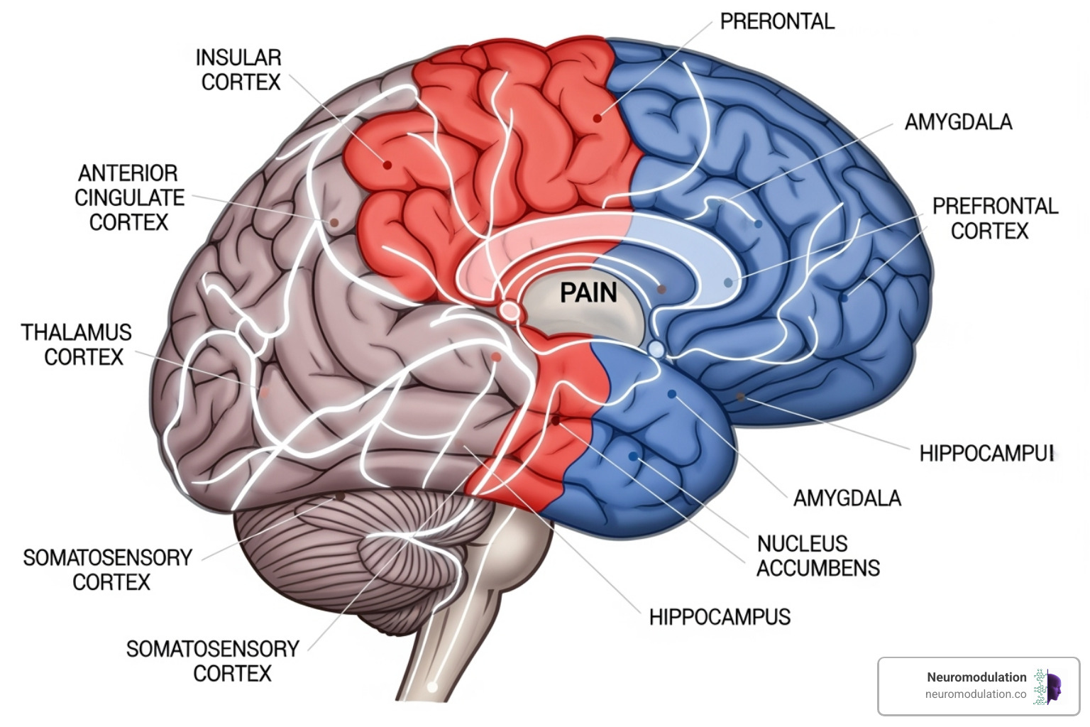 brain pathways showing areas involved in pain and mood regulation - SCS and depression