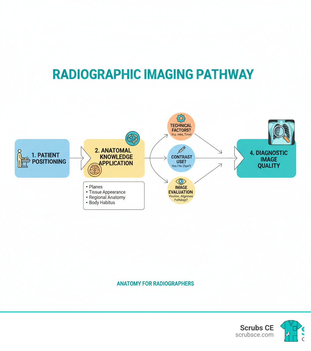 infographic showing the pathway from patient positioning through anatomical knowledge application to final diagnostic image quality, with decision points for technical factors, contrast use, and image evaluation - anatomy for radiographers infographic infographic showing the pathway from patient positioning through anatomical knowledge application to final diagnostic image quality, with decision points for technical factors, contrast use, and image evaluation - anatomy for radiographers infographic