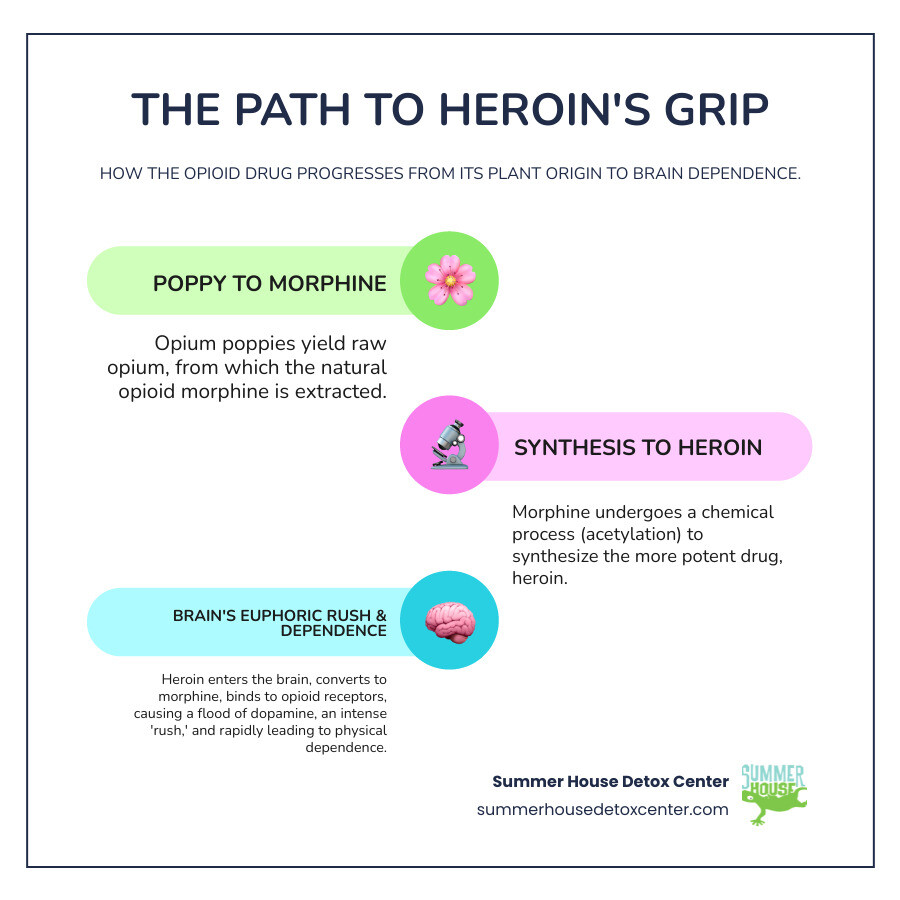 infographic showing the path from opium poppy plant to heroin production, how heroin enters the brain, binds to opioid receptors, triggers dopamine release causing the euphoric rush, and the progression from first use to physical dependence - heroin addiction help infographic infographic-line-3-steps-colors infographic showing the path from opium poppy plant to heroin production, how heroin enters the brain, binds to opioid receptors, triggers dopamine release causing the euphoric rush, and the progression from first use to physical dependence - heroin addiction help infographic infographic-line-3-steps-colors