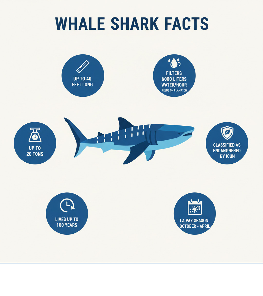 infographic showing whale shark key facts: up to 40 feet long, weighs up to 20 tons, lives up to 100 years, feeds on plankton by filtering 6000 liters of water per hour, classified as endangered by IUCN, season in La Paz runs October to April - La Paz whale shark infographic 