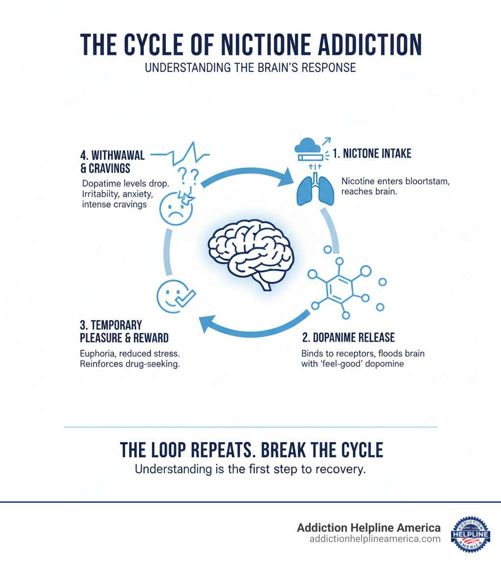 Infographic explaining the cycle of nicotine addiction in the brain - nicotine withdrawal symptoms infographic 