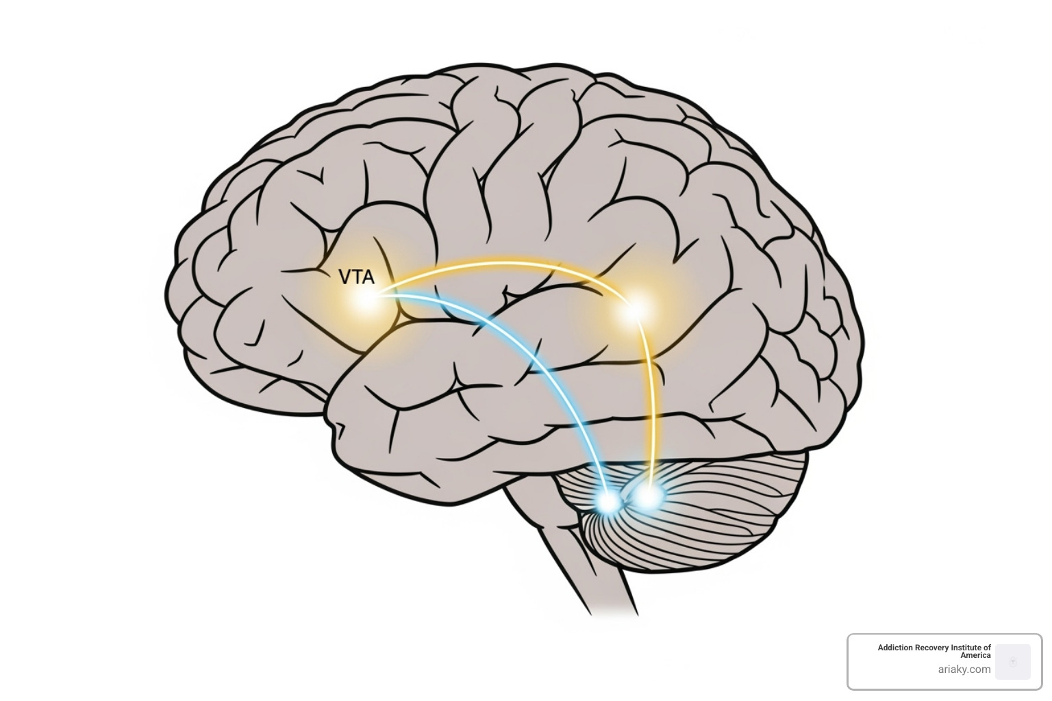 simplified brain diagram showing the reward pathway - addiction treatment options