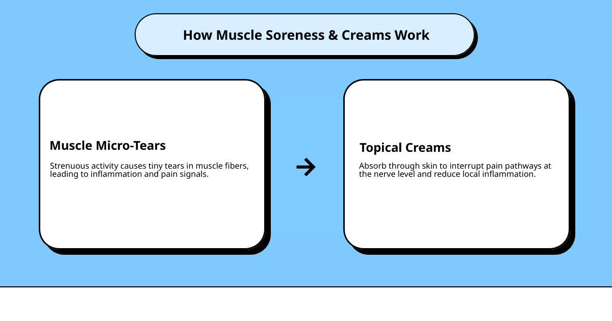 infographic showing how muscle micro-tears lead to inflammation and pain signals, and how topical creams work through the skin layers to interrupt pain pathways at the nerve level while reducing local inflammation - best cream for sore muscles infographic cause_effect_text infographic showing how muscle micro-tears lead to inflammation and pain signals, and how topical creams work through the skin layers to interrupt pain pathways at the nerve level while reducing local inflammation - best cream for sore muscles infographic cause_effect_text