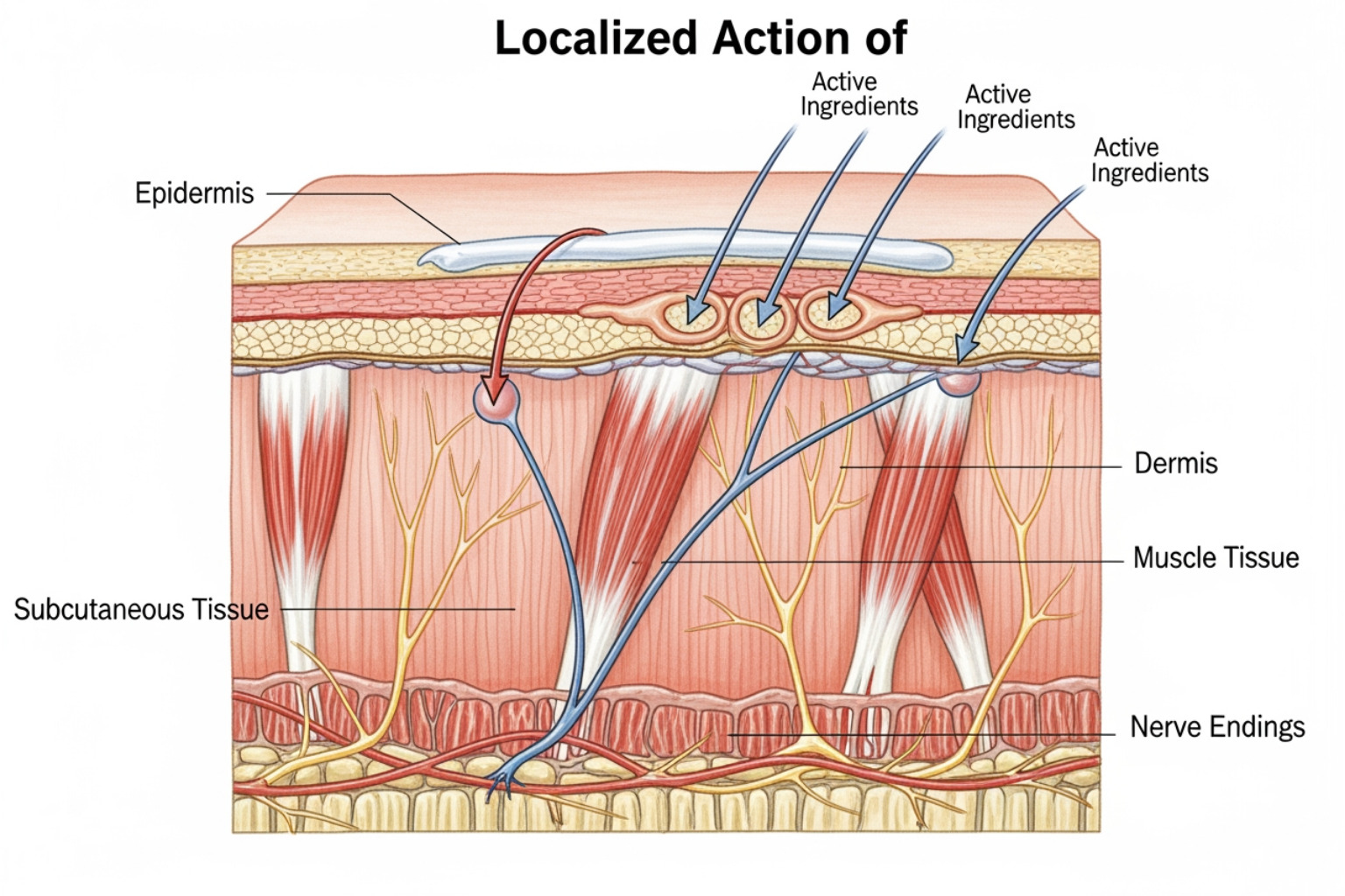 diagram showing topical cream applied to the skin, with arrows indicating active ingredients penetrating through the epidermis and dermis layers to reach the muscle tissue and nerve endings below, illustrating localized action - calf muscle pain reliever