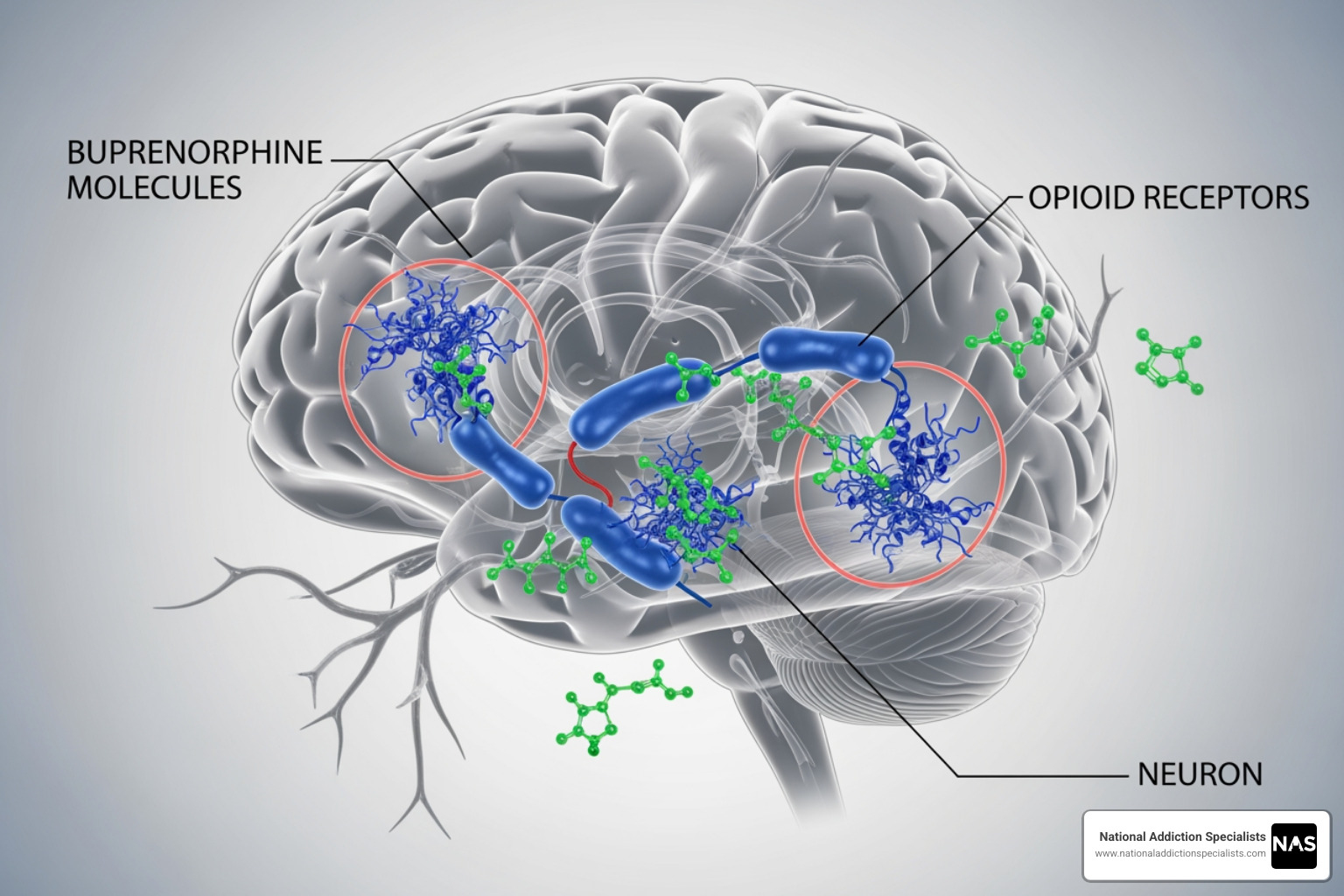 illustrating how buprenorphine binds to and blocks opioid receptors in the brain - Suboxone for opioid addiction illustrating how buprenorphine binds to and blocks opioid receptors in the brain - Suboxone for opioid addiction