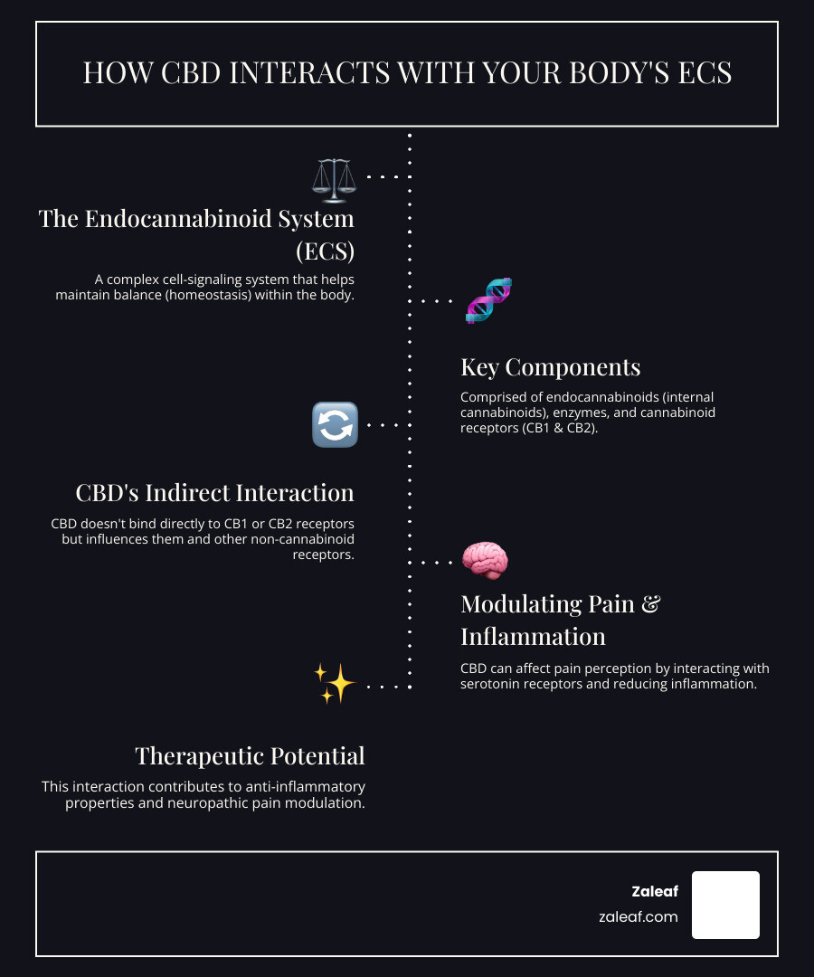Infographic explaining the Endocannabinoid System and how CBD interacts with it - CBD vape pain infographic infographic-line-5-steps-dark