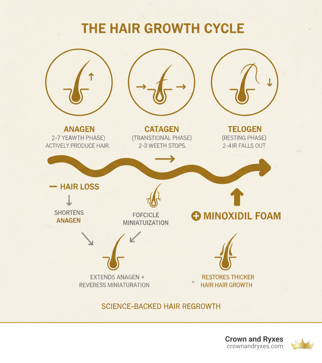 Infographic showing the three stages of the hair growth cycle: Anagen (growth phase lasting 2-7 years where follicles actively produce hair), Catagen (transitional phase lasting 2-3 weeks where growth stops), and Telogen (resting phase lasting 2-4 months where hair falls out). Arrows indicate how hair loss disrupts this cycle by shortening the Anagen phase and causing follicle miniaturization, while minoxidil foam extends the Anagen phase and reverses miniaturization to restore thicker hair growth. - hair regrowth treatment foam infographic 