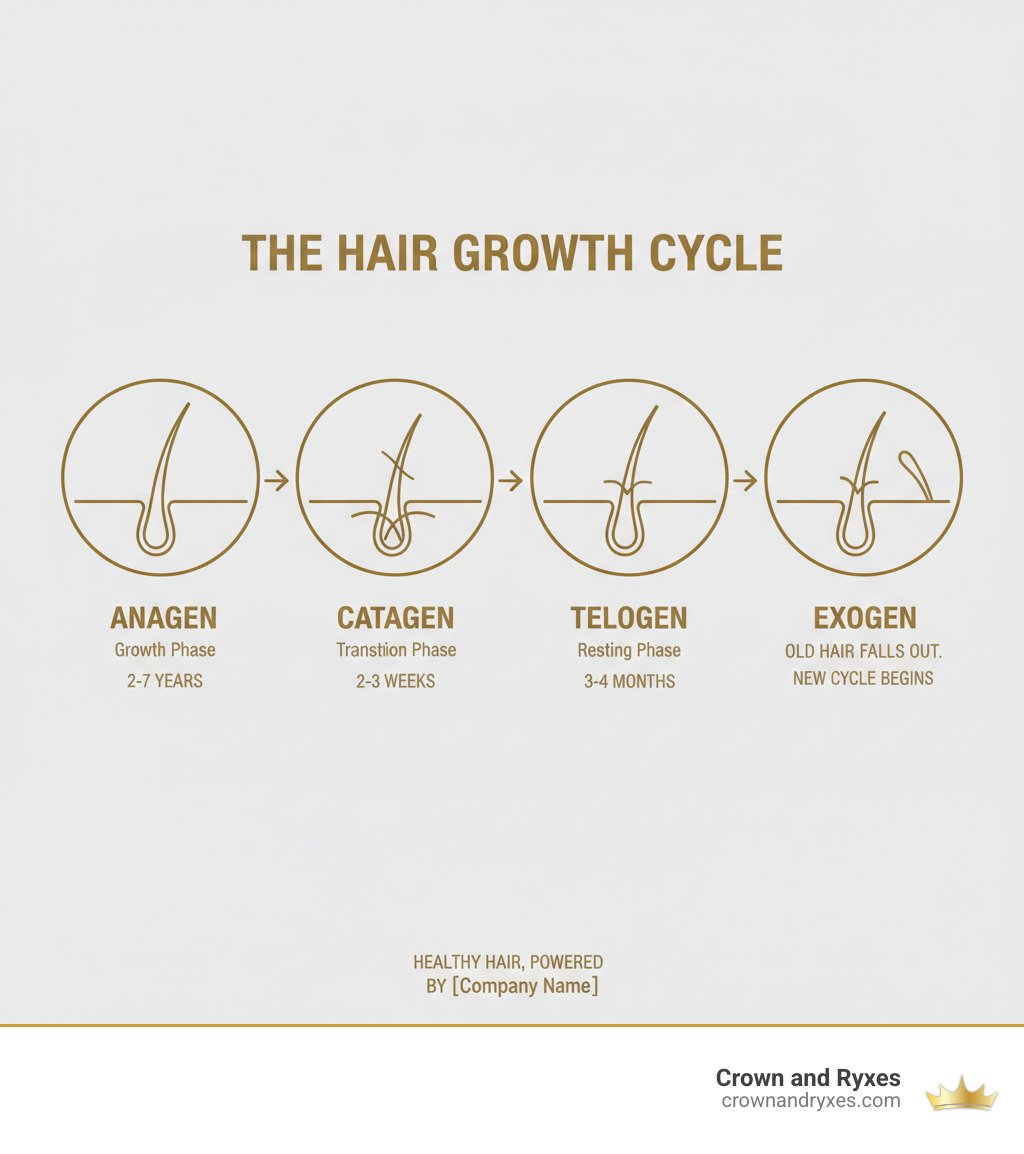 infographic showing the four stages of hair growth cycle: anagen growth phase lasting several years, catagen transition phase lasting two weeks, telogen resting phase lasting a few months, and exogen shedding phase where old hair falls out and new growth begins - best mens hair growth pills infographic 