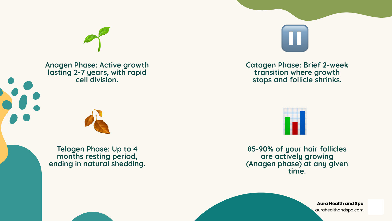 Infographic showing the three phases of the hair growth cycle: Anagen phase (2-7 years of active growth with hair cells dividing rapidly), Catagen phase (2-week transition period where growth stops), and Telogen phase (up to 4 months resting period ending in natural shedding). Includes visual representation of follicle activity in each phase and notes that 85-90% of follicles are in anagen at any time. - how to restore hair follicles infographic 4_facts_emoji_nature