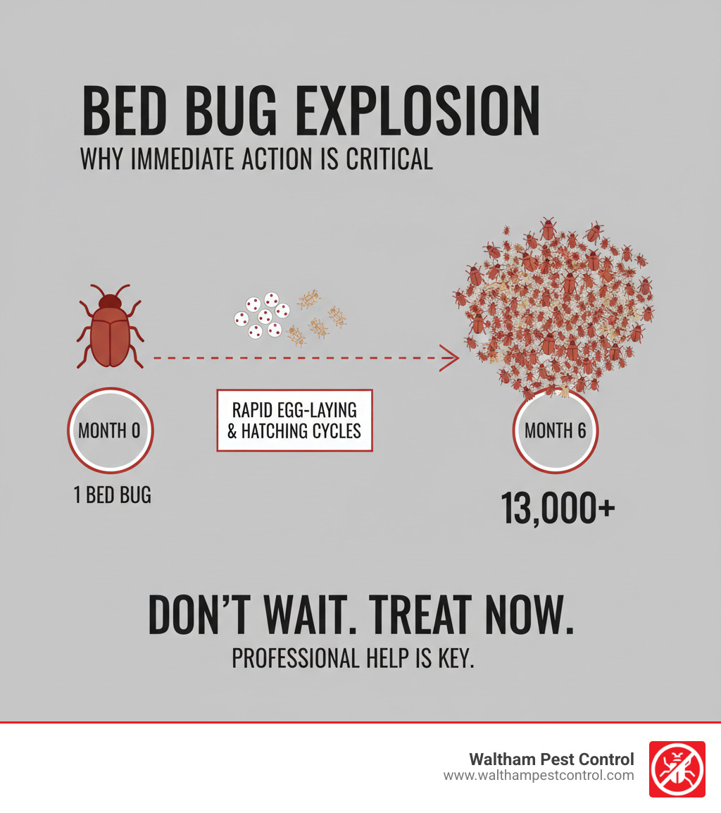Infographic showing bed bug reproduction timeline: one bed bug can multiply to over 13,000 in just six months through rapid egg-laying and hatching cycles, illustrating why immediate professional treatment is critical - bed bug treatment near me infographic 