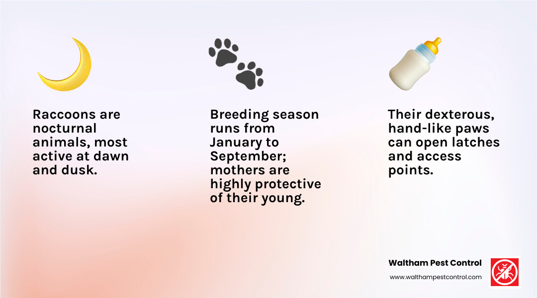 infographic showing raccoon characteristics: nocturnal animals most active at dawn and dusk, omnivorous diet including insects and human food, dexterous hand-like paws that can open latches, breeding season from January to September with babies born in spring, mothers are highly protective of young, can squeeze through openings as small as 4 inches - get rid of raccoons in garage infographic 3_facts_emoji_light-gradient infographic showing raccoon characteristics: nocturnal animals most active at dawn and dusk, omnivorous diet including insects and human food, dexterous hand-like paws that can open latches, breeding season from January to September with babies born in spring, mothers are highly protective of young, can squeeze through openings as small as 4 inches - get rid of raccoons in garage infographic 3_facts_emoji_light-gradient