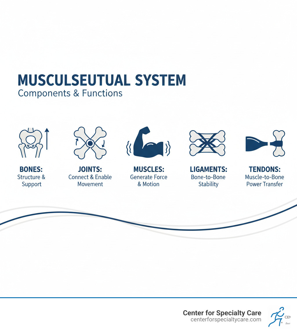 Infographic showing the musculoskeletal system components: bones provide structure and support; joints connect bones and enable movement; muscles generate force for motion; ligaments connect bone to bone for stability; tendons attach muscle to bone for power transfer - Orthopedic clinic Minnesota infographic 