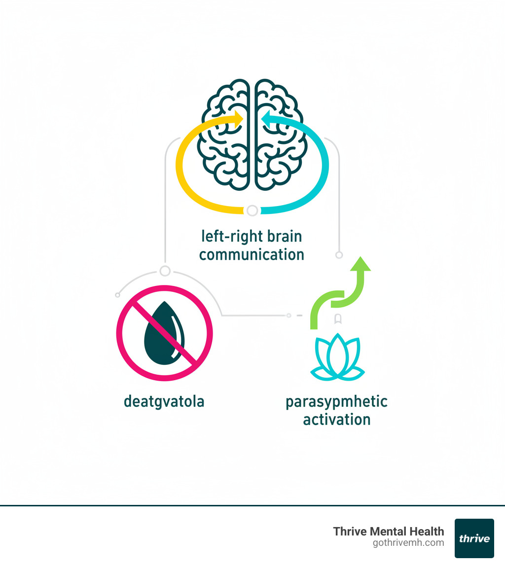 Infographic showing bilateral stimulation process: left-right brain communication, amygdala deactivation, and parasympathetic activation - How Bilateral Stimulation Calms the Nervous System infographic 