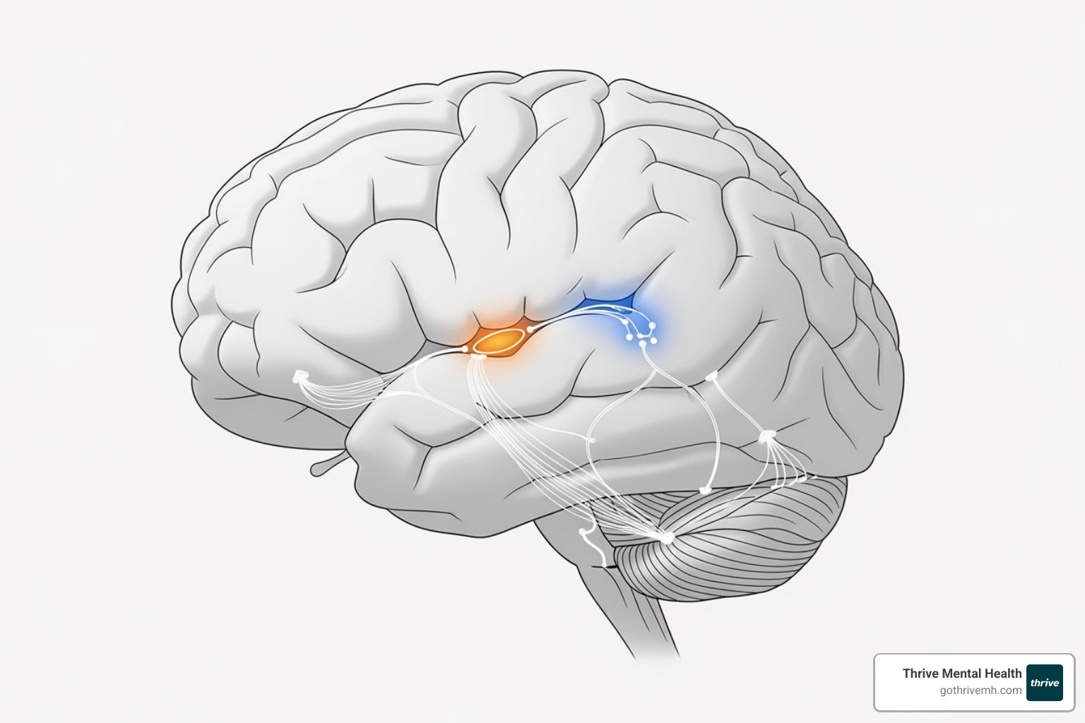 simplified brain diagram highlighting the amygdala and prefrontal cortex, showing neural pathways -  bilateral stimulation techniques for anxiety