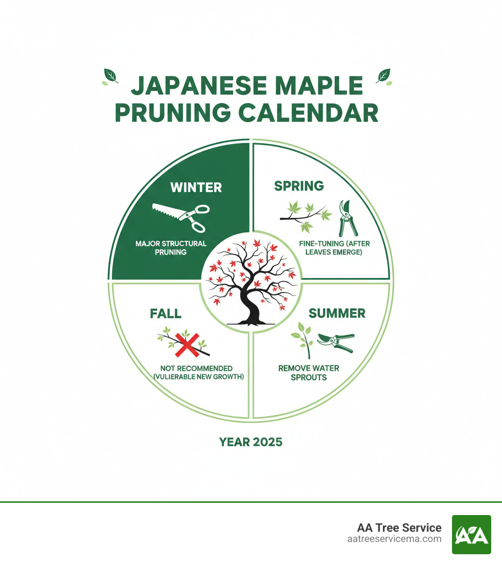 Infographic showing the Japanese maple pruning calendar with winter highlighted for major structural pruning, spring for fine-tuning after leaves emerge, summer for removing water sprouts, and fall marked as not recommended due to new growth vulnerability - pruning japanese maple in winter infographic 