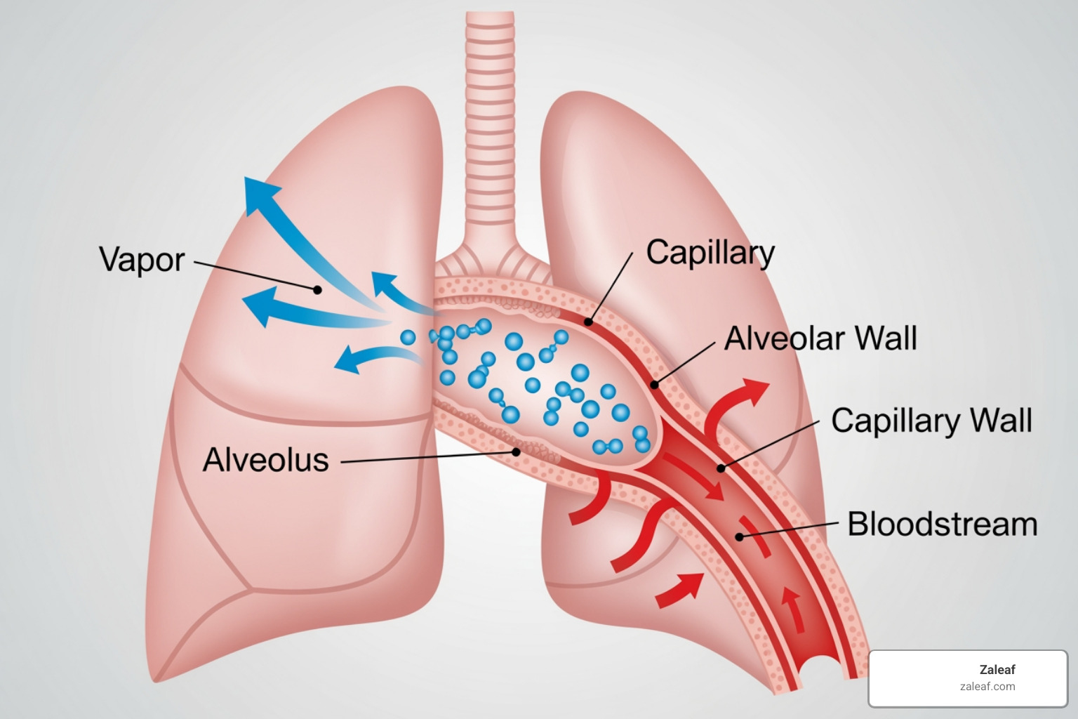 Simple diagram showing CBD absorption through the lungs into the bloodstream - cbd vape juice