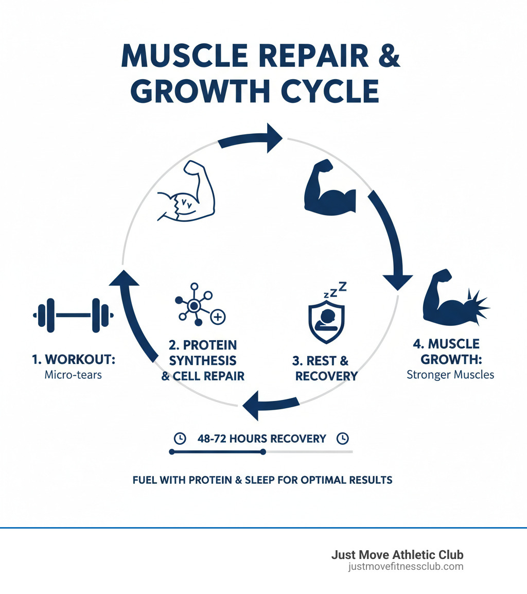 Infographic illustrating muscle repair and growth cycle: Workout causes micro-tears, followed by protein synthesis, cell repair, and muscle growth during rest, leading to stronger muscles. - is it ok to do full body workouts everyday infographic 