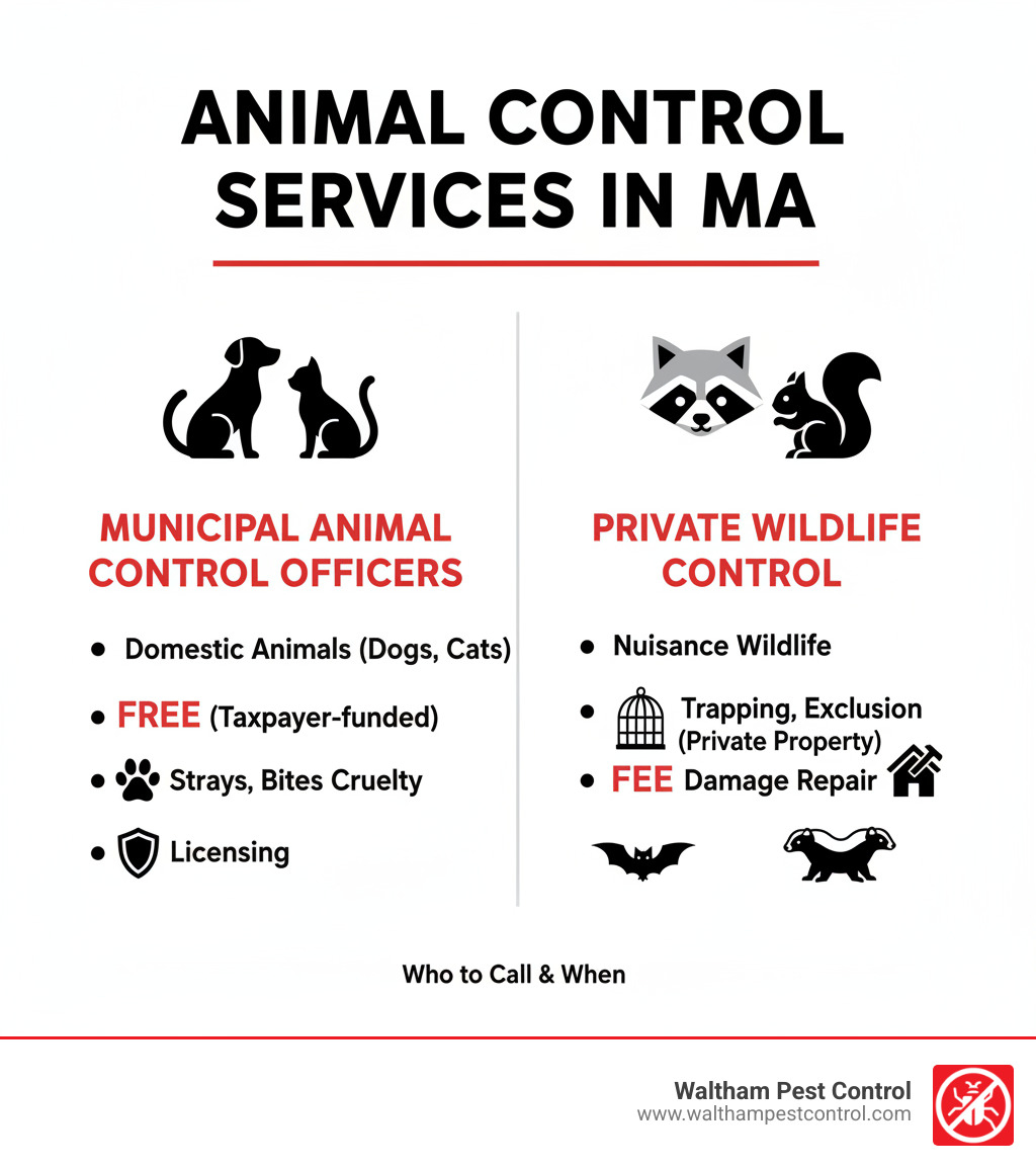 Infographic showing Municipal Animal Control Officers handle domestic animals like dogs and cats for free, responding to strays, bites, cruelty, and licensing, while Private Wildlife Control companies handle nuisance wildlife like raccoons, squirrels, bats, and skunks on private property for a fee, offering trapping, exclusion, and damage repair - Animal Control Services in MA infographic 