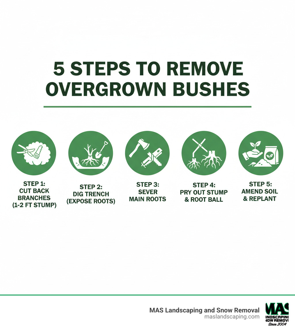 Infographic showing the 5 main steps to remove overgrown bushes: Step 1 - Cut all branches back leaving a 1-2 foot stump for leverage; Step 2 - Dig a trench around the perimeter to expose the root system; Step 3 - Sever main roots using a mattock, axe, or reciprocating saw; Step 4 - Pry out the stump and root ball using leverage from the remaining stump; Step 5 - Remove remaining roots, amend soil with compost, and prepare site for new planting - remove overgrown bushes infographic 