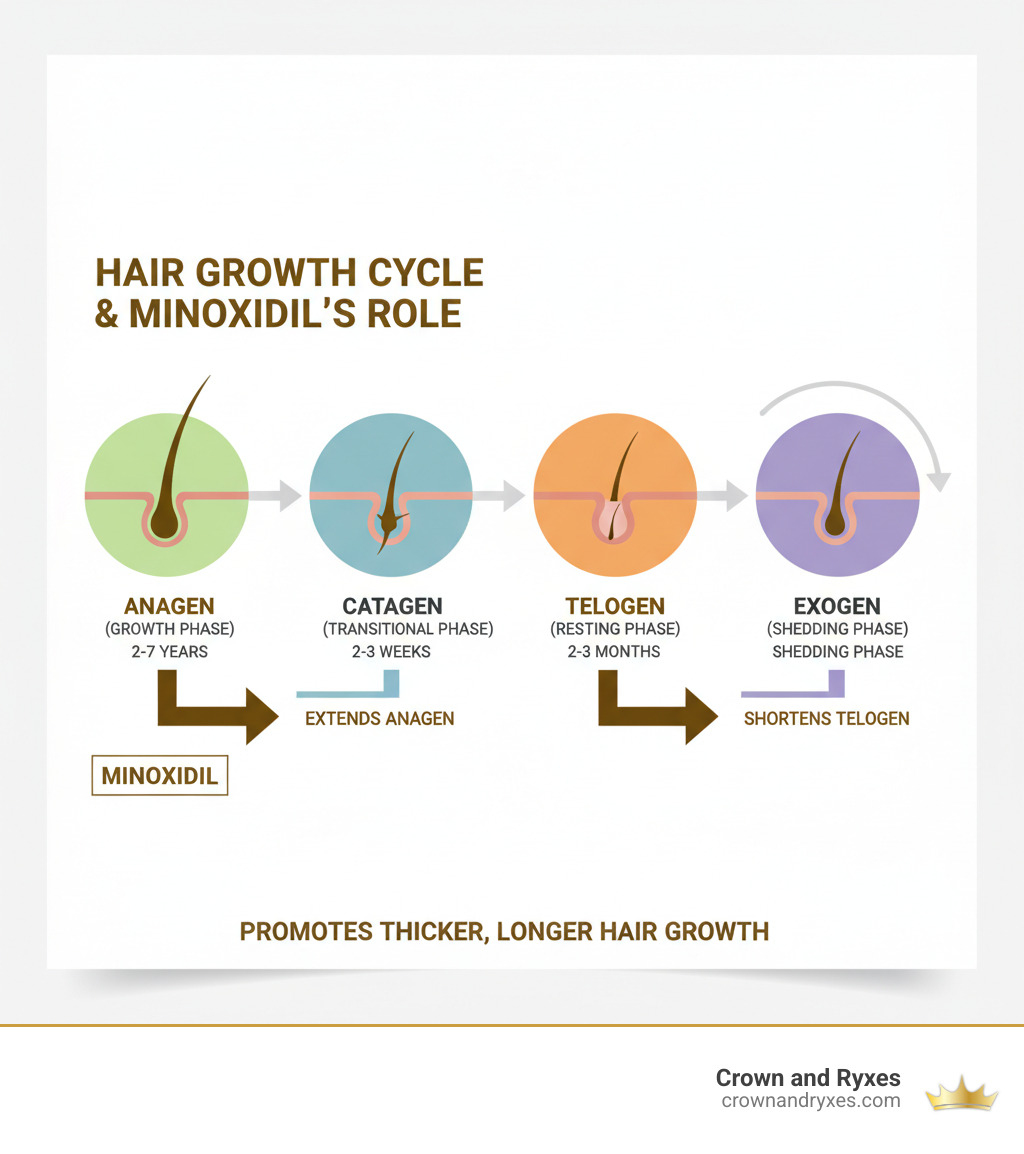 infographic showing the four stages of hair growth cycle: anagen (growth phase lasting 2-7 years), catagen (transitional phase lasting 2-3 weeks), telogen (resting phase lasting 2-3 months), and exogen (shedding phase), with arrows indicating where minoxidil extends the anagen phase and shortens telogen to promote thicker, longer hair growth - minoxidil for men results infographic infographic showing the four stages of hair growth cycle: anagen (growth phase lasting 2-7 years), catagen (transitional phase lasting 2-3 weeks), telogen (resting phase lasting 2-3 months), and exogen (shedding phase), with arrows indicating where minoxidil extends the anagen phase and shortens telogen to promote thicker, longer hair growth - minoxidil for men results infographic