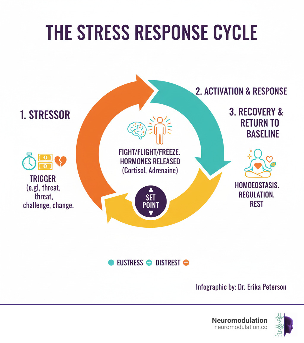 infographic explaining the basic cycle of a stressor leading to a response and the return to baseline - what causes stress infographic 