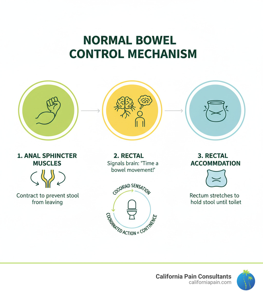 Infographic showing normal bowel control mechanism with three key components: 1) Anal sphincter muscles that contract to prevent stool from leaving the rectum, 2) Rectal sensation that signals the brain when it's time for a bowel movement, 3) Rectal accommodation where the rectum stretches to hold stool until reaching the toilet - bowel incontinence treatment infographic 