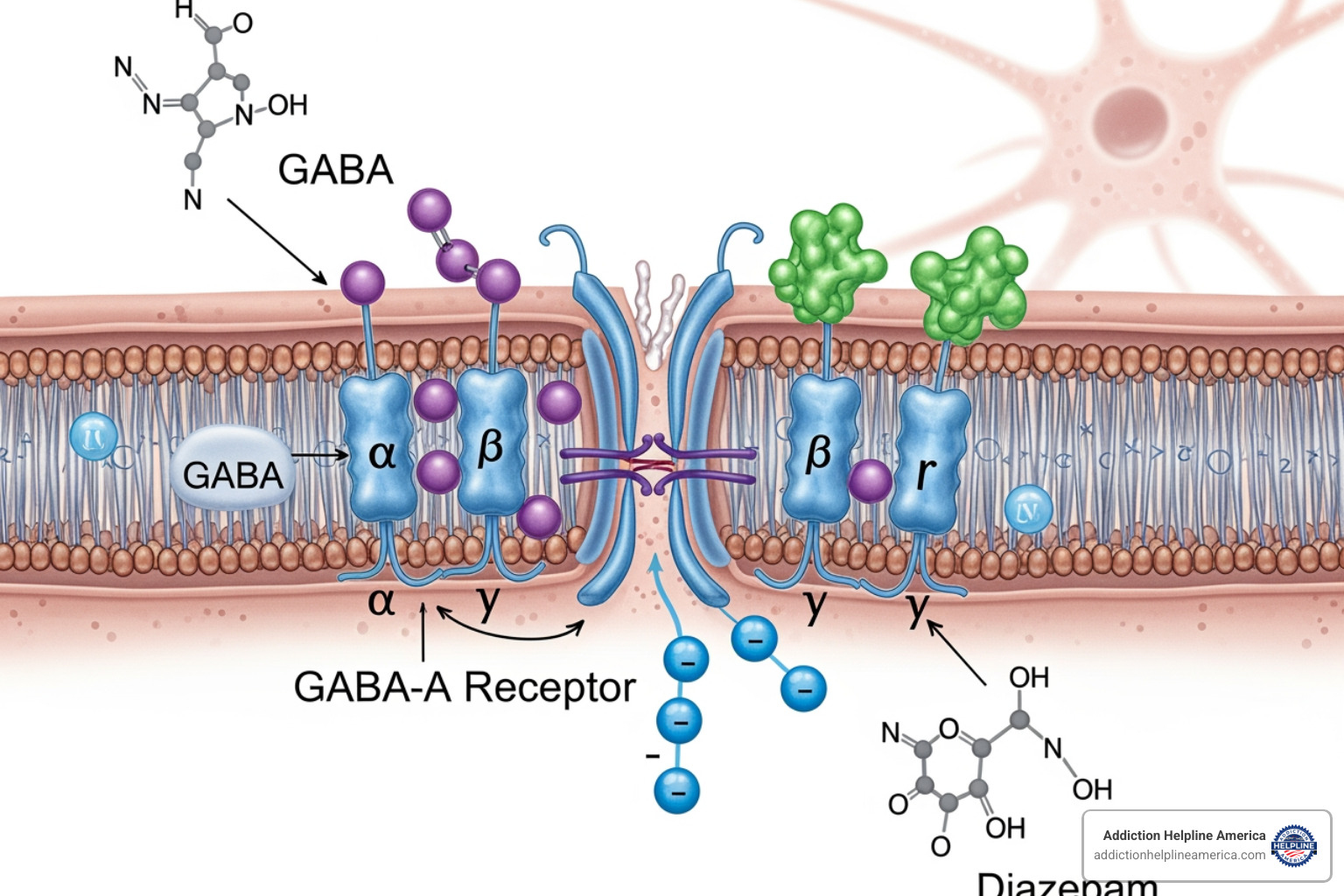 brain's GABA receptors and how benzodiazepines affect them - detox for benzodiazepines