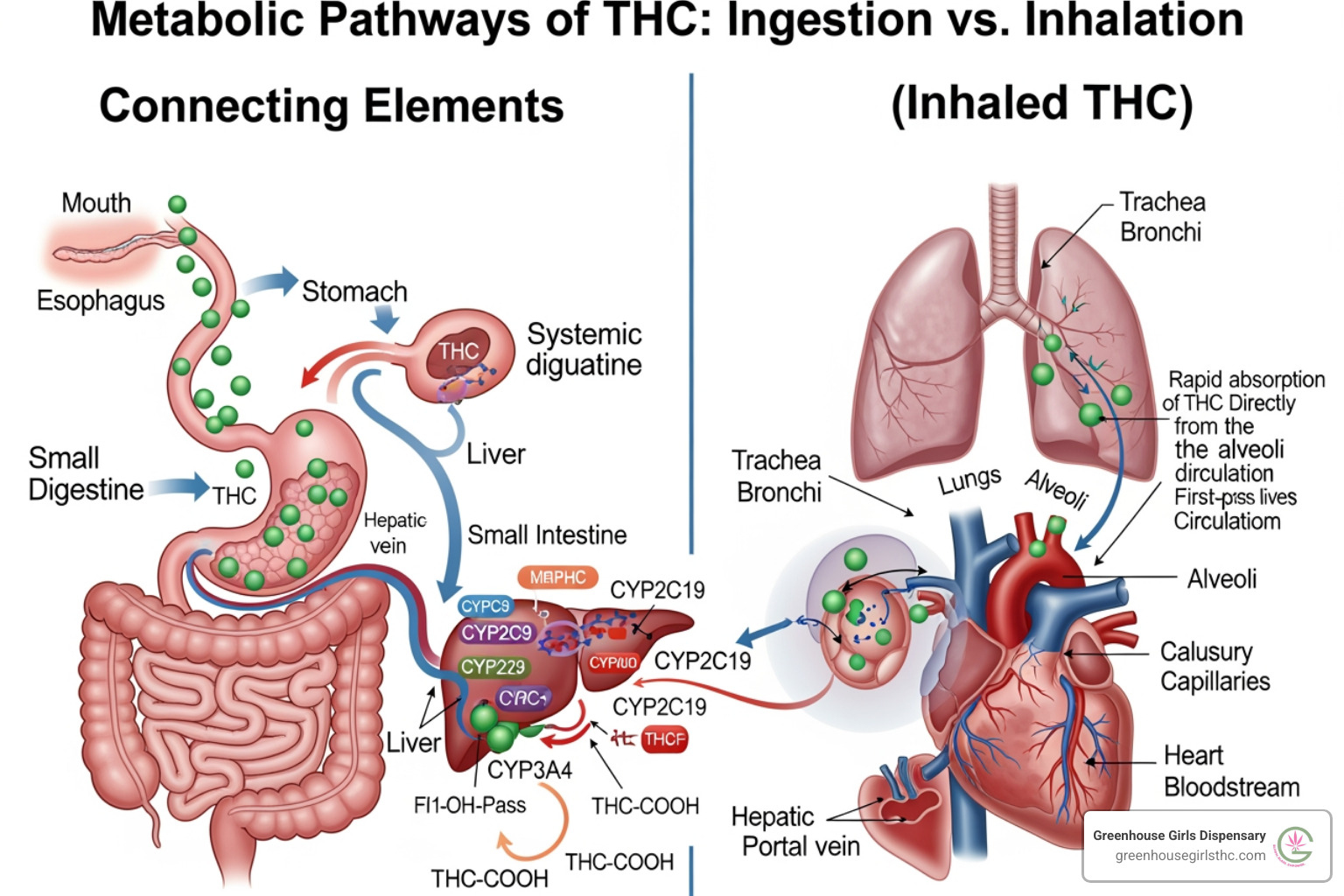 diagram showing the metabolic pathway of ingested THC vs inhaled THC - weed edibles online