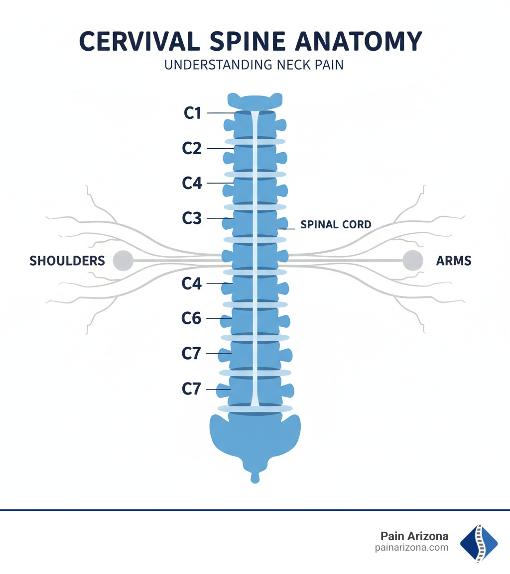 infographic showing cervical spine anatomy with seven vertebrae labeled C1-C7, intervertebral discs between each vertebra, spinal cord running through the center, and nerve roots branching out to the shoulders and arms - neck pain Chandler AZ infographic 