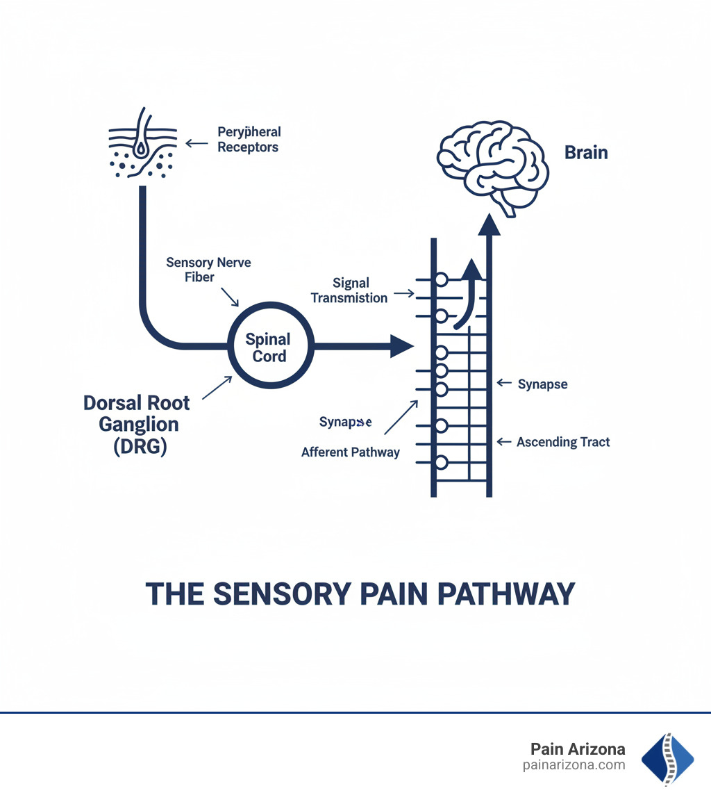 infographic showing the sensory pathway from peripheral receptors in the skin through the dorsal root ganglion to the spinal cord and brain, with labels for each step of signal transmission - dorsal root ganglion infographic 