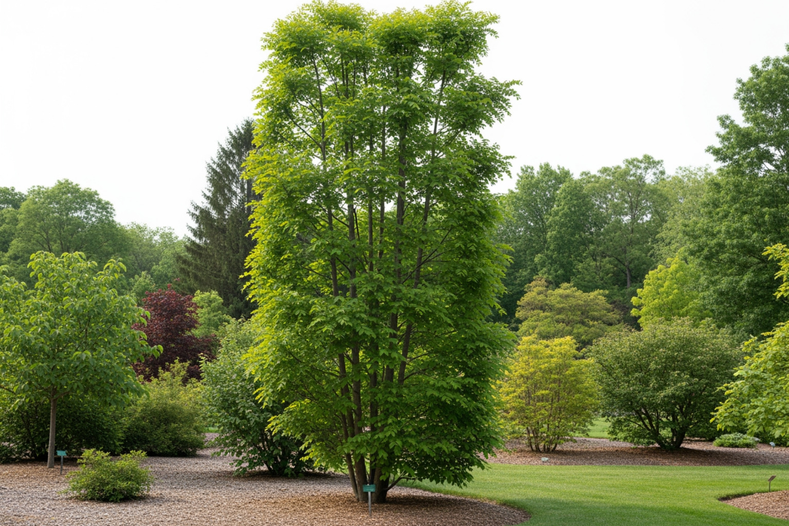 Streetkeeper Honeylocust at the Draves Arboretum - draves Streetkeeper Honeylocust at the Draves Arboretum - draves