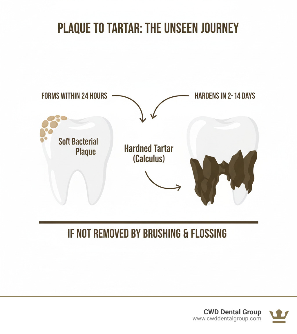 infographic showing the progression from soft bacterial plaque and hardened tartar (calculus) on teeth, with labels indicating plaque forms within 24 hours and hardens into tartar within 2-14 days if not removed through proper brushing and flossing - dental teeth cleaning tools infographic 