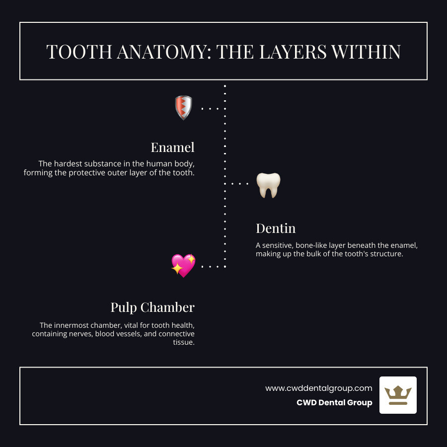 Infographic showing tooth anatomy with labeled layers: outer enamel (protective hard surface), middle dentin (sensitive layer), and inner pulp chamber (containing nerves, blood vessels, and connective tissue that can become infected) - endodontics near me infographic infographic-line-3-steps-dark