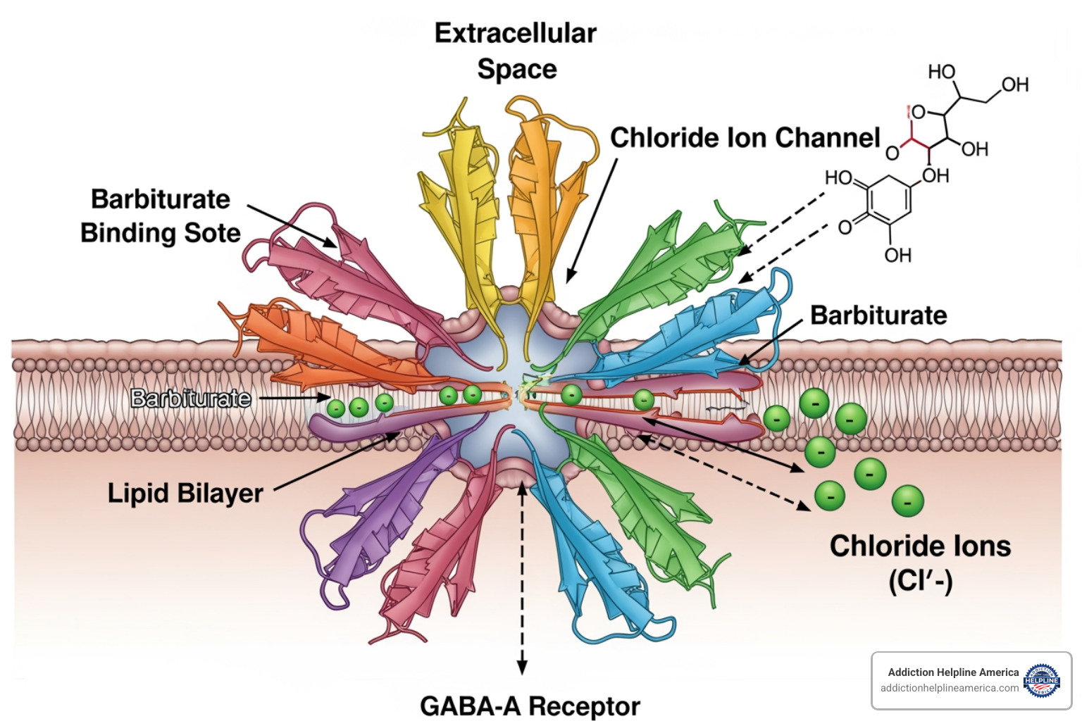 Diagram of a GABA receptor with barbiturate binding site - barbiturates