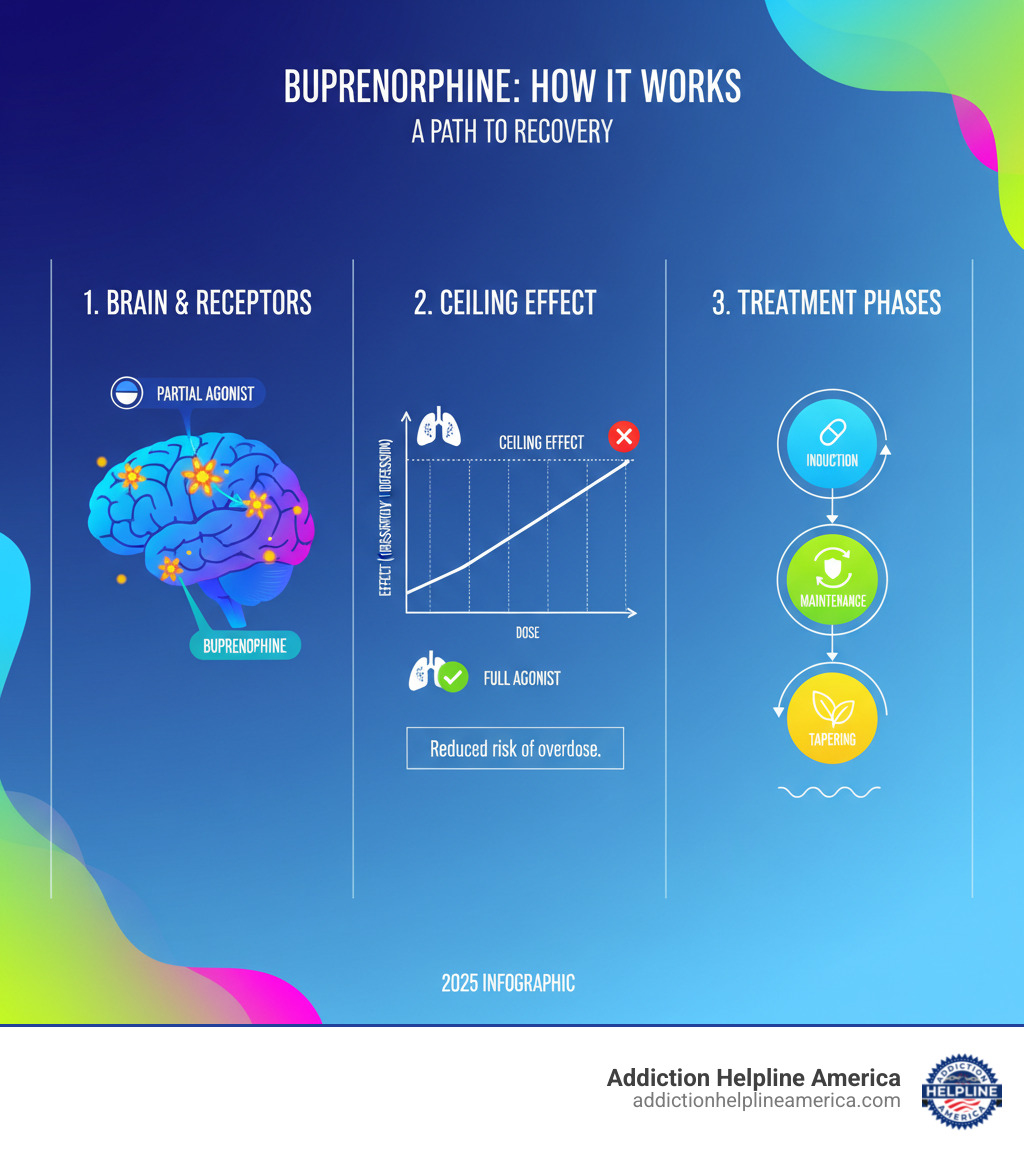 Detailed infographic showing how buprenorphine works in the brain with opioid receptors, illustrating the ceiling effect on respiratory depression, comparison of partial agonist vs full agonist activity, and the three treatment phases of induction maintenance and tapering - buprenorphine infographic 