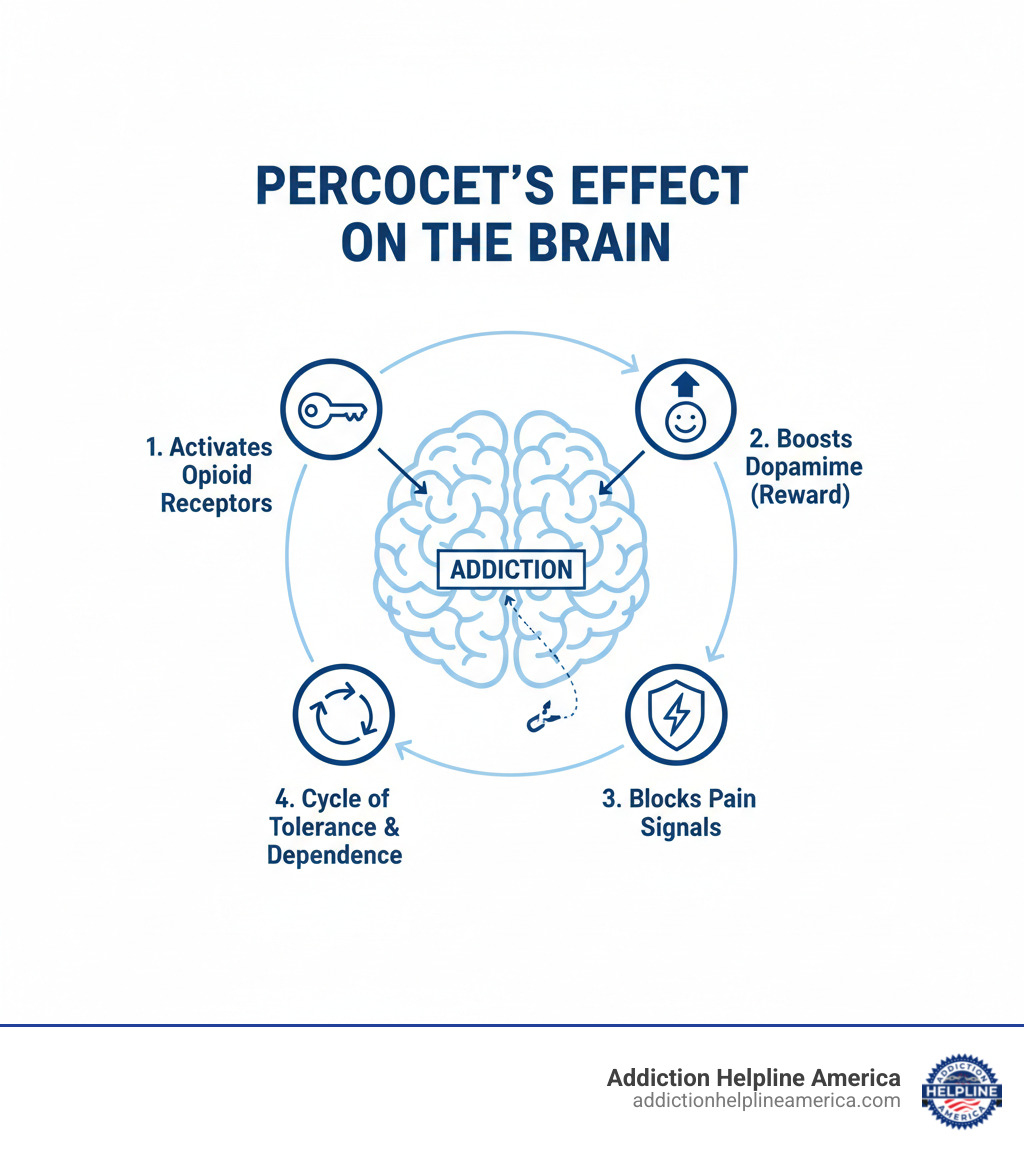 infographic showing how percocets affect the brain's opioid receptors, increase dopamine levels, block pain signals, and create the cycle of tolerance and dependence leading to addiction - percocets infographic 