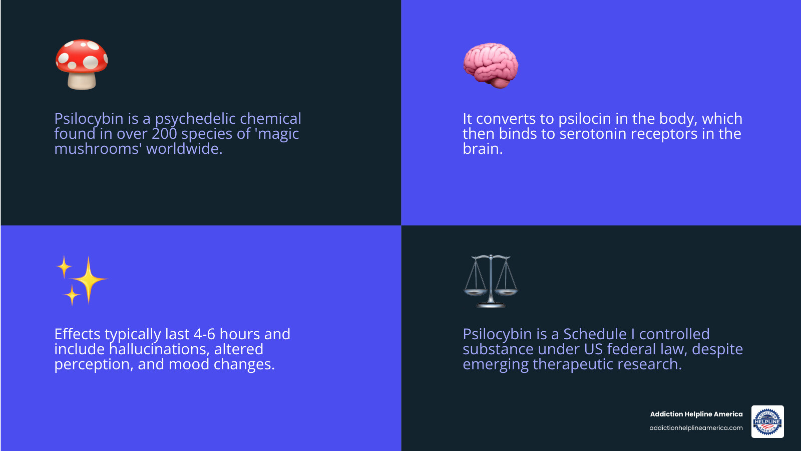 Infographic showing psilocybin basics: a diagram illustrating that psilocybin is a natural compound from Psilocybe mushrooms found worldwide, converts to psilocin in the body within 30 minutes, binds to brain serotonin receptors to cause 4-6 hours of hallucinations and altered perception, carries risks of bad trips and poisoning, and is federally illegal as a Schedule I substance despite emerging therapeutic research - psilocybin infographic 4_facts_emoji_blue Infographic showing psilocybin basics: a diagram illustrating that psilocybin is a natural compound from Psilocybe mushrooms found worldwide, converts to psilocin in the body within 30 minutes, binds to brain serotonin receptors to cause 4-6 hours of hallucinations and altered perception, carries risks of bad trips and poisoning, and is federally illegal as a Schedule I substance despite emerging therapeutic research - psilocybin infographic 4_facts_emoji_blue