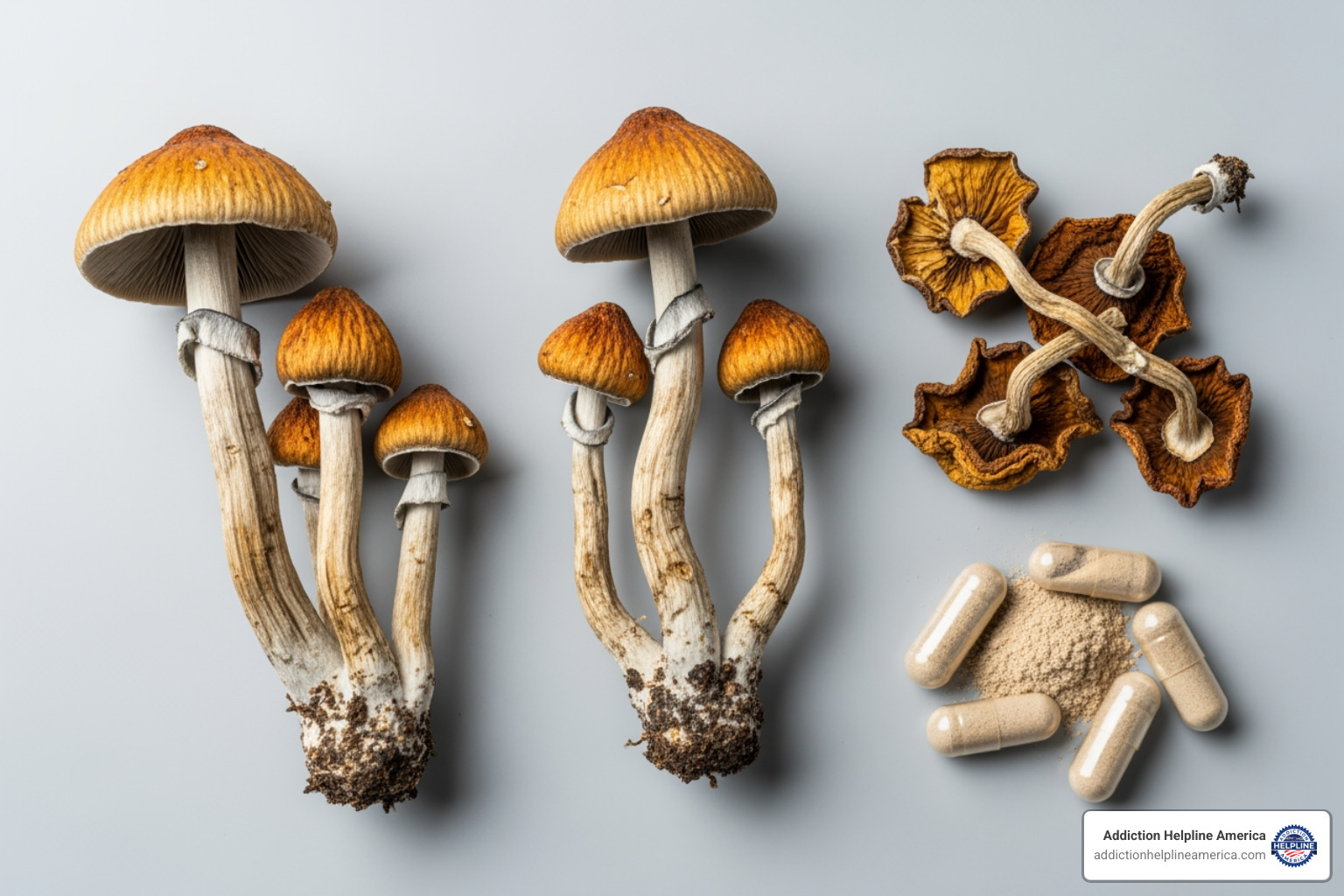 showing fresh, dried, and powdered/capsule forms of psilocybin mushrooms - psilocybin showing fresh, dried, and powdered/capsule forms of psilocybin mushrooms - psilocybin