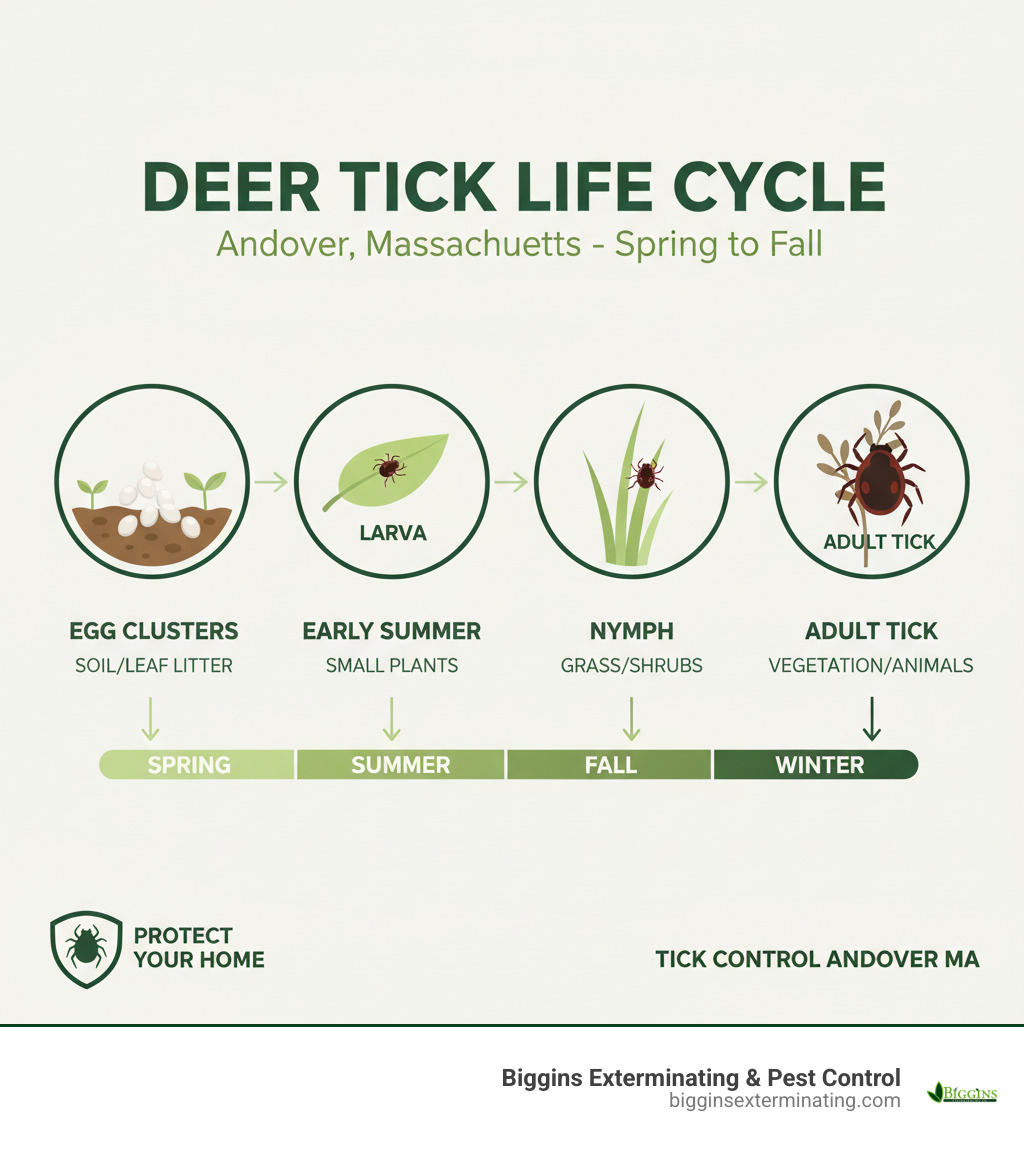 Infographic explaining the four stages of the tick life cycle: egg clusters in soil, six-legged larva on leaf, eight-legged nymph on grass blade, and adult deer tick on vegetation, with seasonal timing for each stage from spring through fall in Massachusetts - tick control Andover MA infographic 