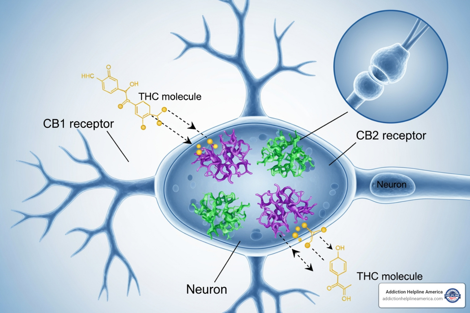 a diagram illustrating the brain's endocannabinoid system and how THC interacts with its receptors - weed withdrawal symptoms a diagram illustrating the brain's endocannabinoid system and how THC interacts with its receptors - weed withdrawal symptoms