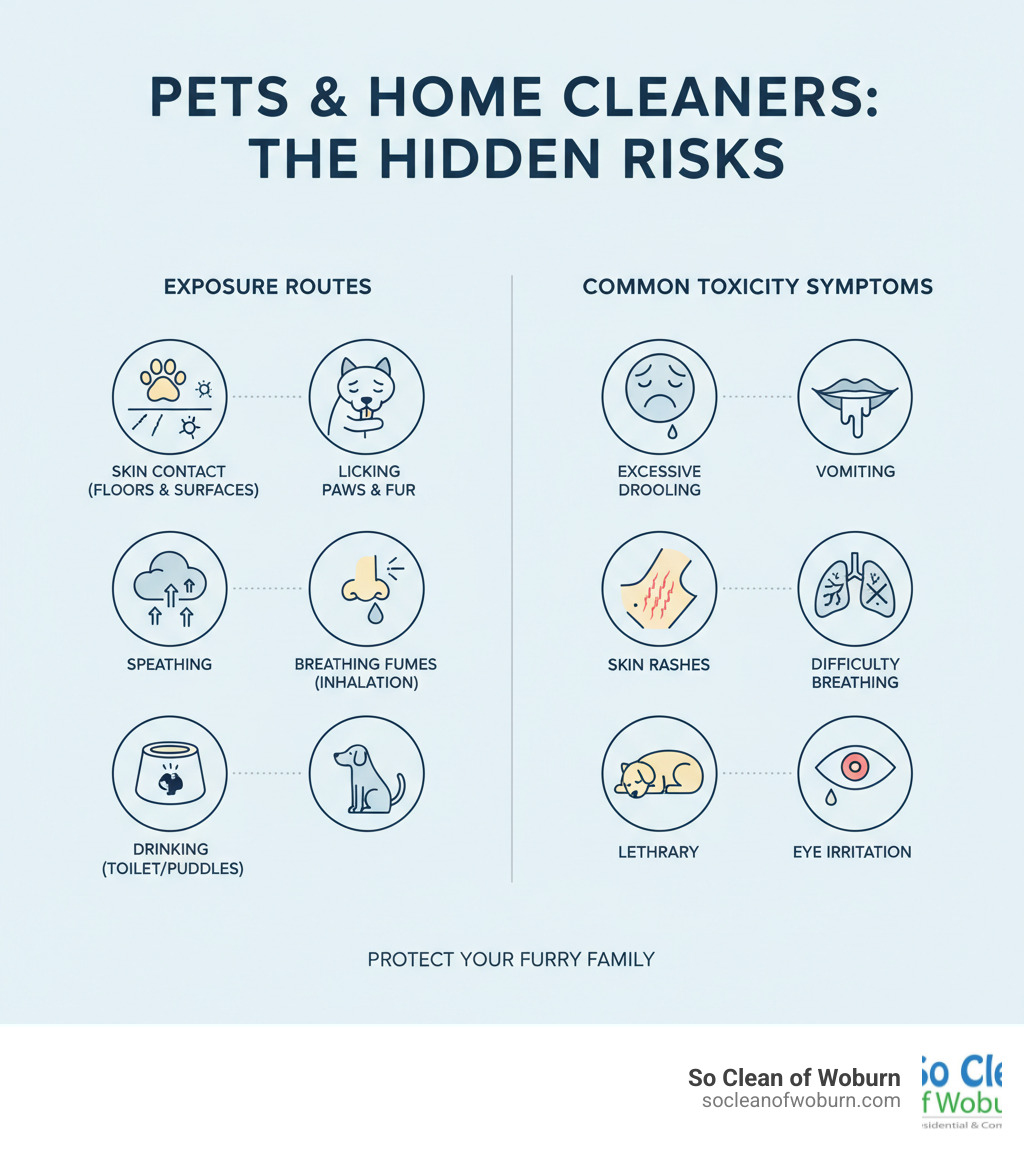 infographic showing how pets are exposed to cleaning chemicals through skin contact with floors, licking paws and fur, breathing fumes, and drinking from toilet bowls, plus common toxicity symptoms including vomiting, excessive drooling, skin rashes, difficulty breathing, lethargy, and eye irritation - pet safe cleaning products infographic 